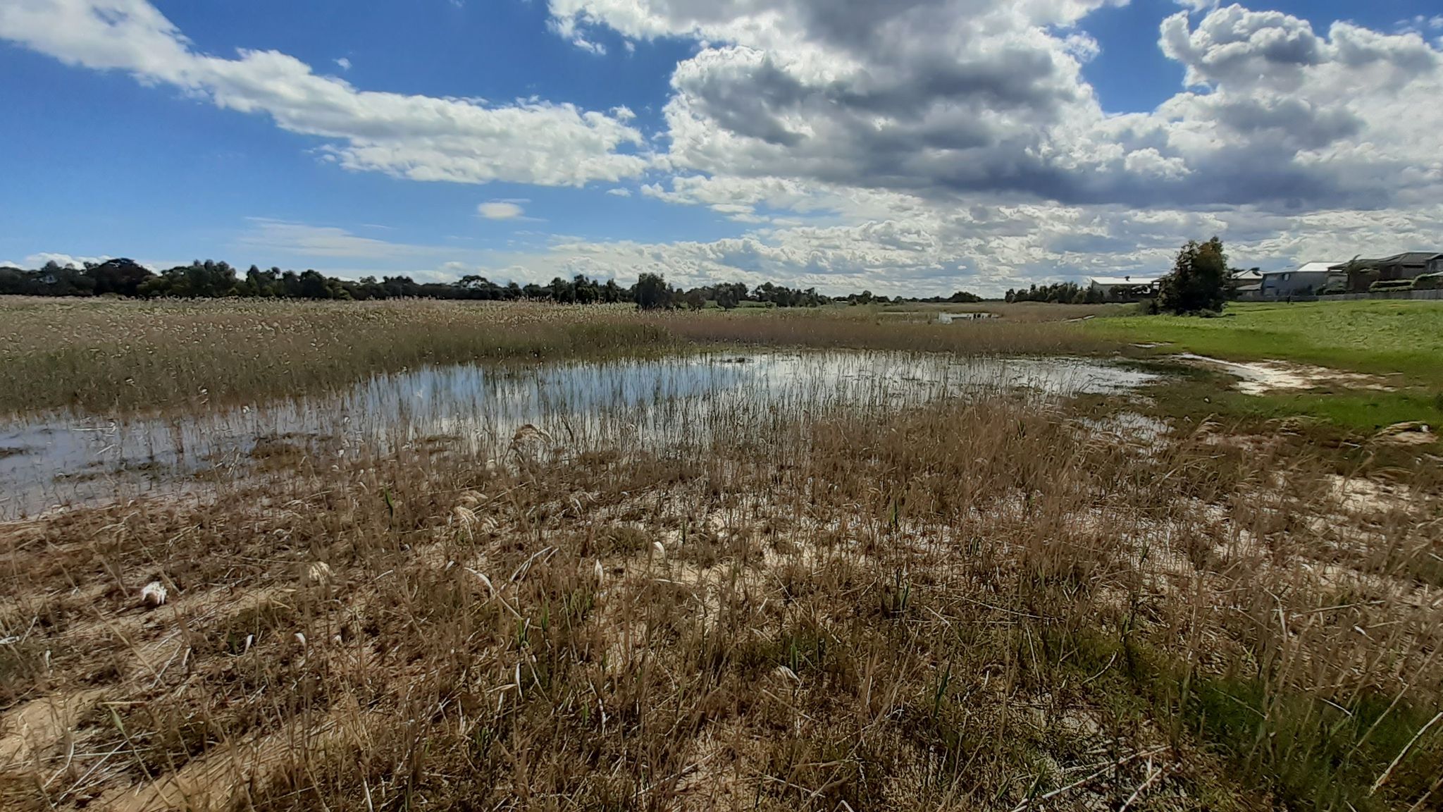 Edithvale Seaford Wetlands
