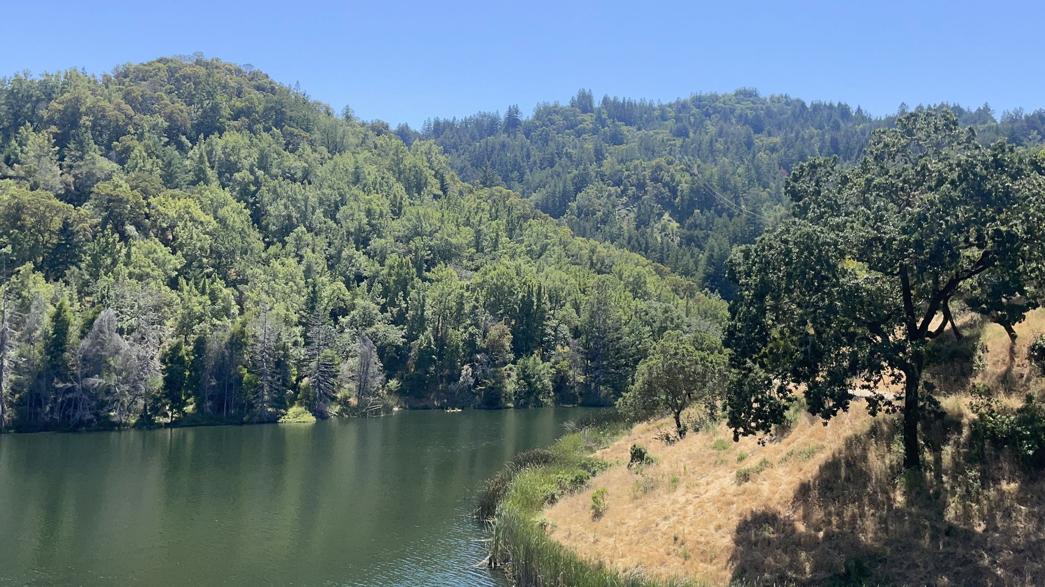 Green lake water surrounded by lush forests and dry hills on a sunny day. - Phoenix Lake and Yolanda Trail Loop