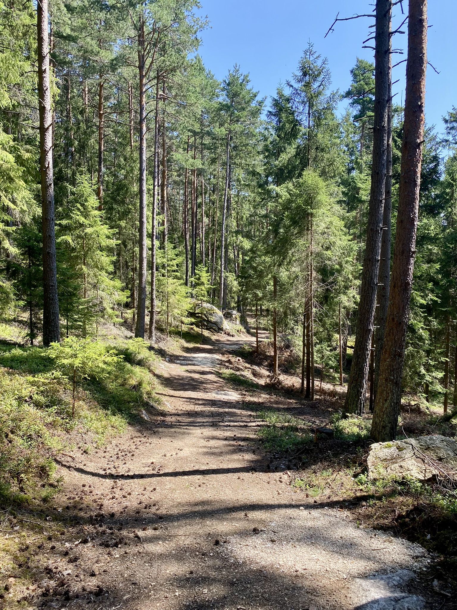 schöne Wege im "Nordwald"