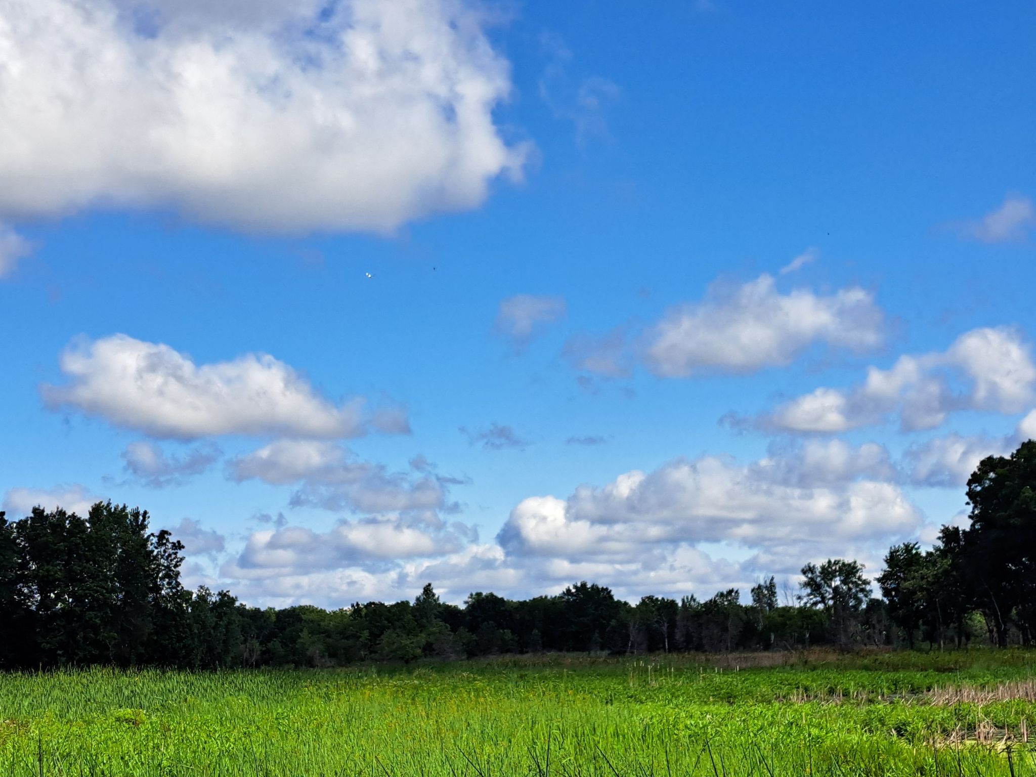 Expansive green field beneath a bright blue sky with scattered white clouds. - Rubber Duck Pond loop from Lake Villa