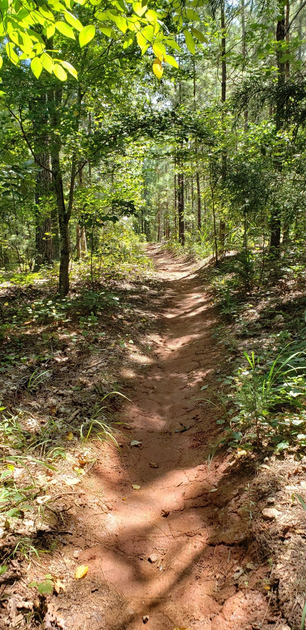 Narrow, sun-dappled dirt path winding through a vibrant green forest. - Dam Road Trail loop from Daniel High School