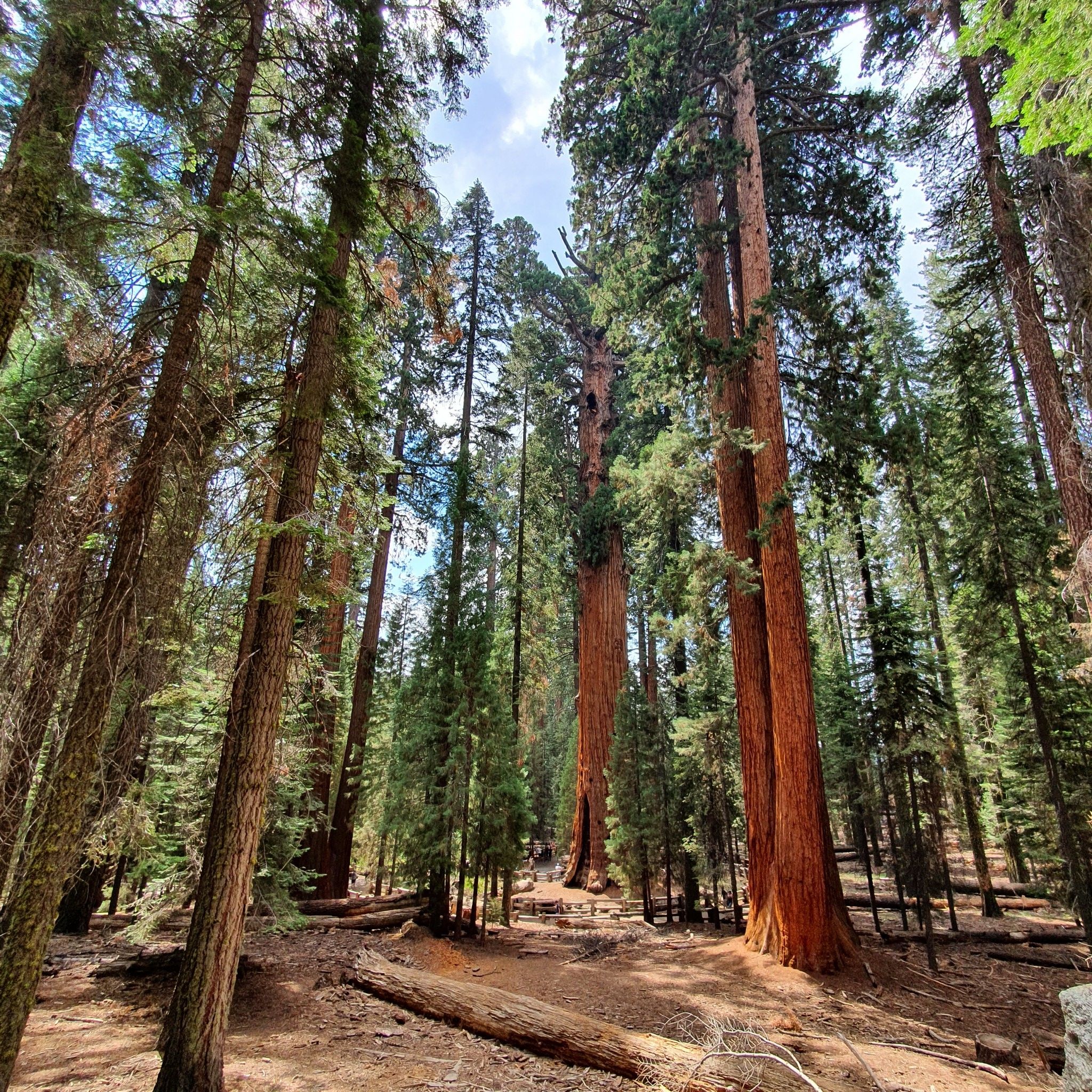 Looking up at towering trees with reddish trunks in a sunlit forest. - General Sherman Tree Trail