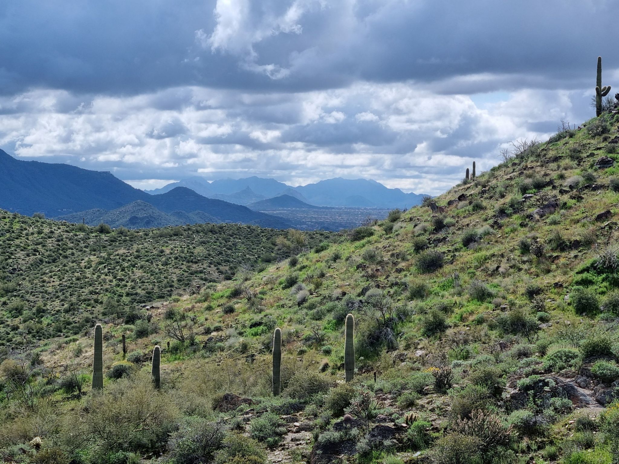 Desert hills with saguaro cacti under a cloudy sky, distant mountains. - Go John Trail – Clay Mine loop from Rodger Creek