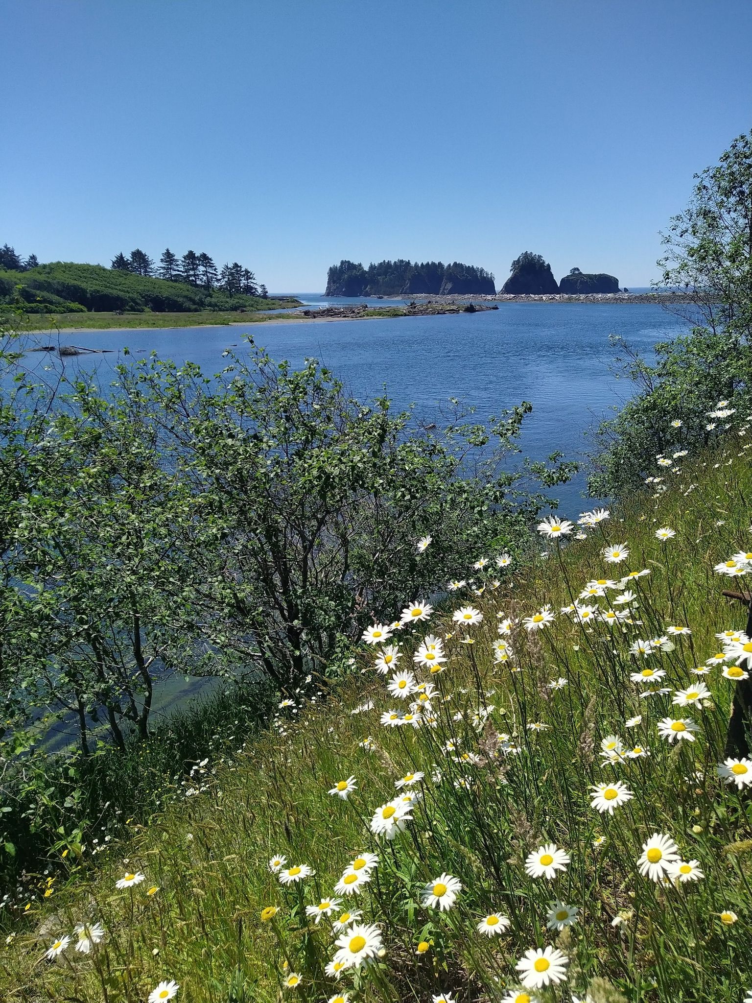 White daisies in the foreground with blue water and distant sea stacks. - From La Push to Rialto Beach