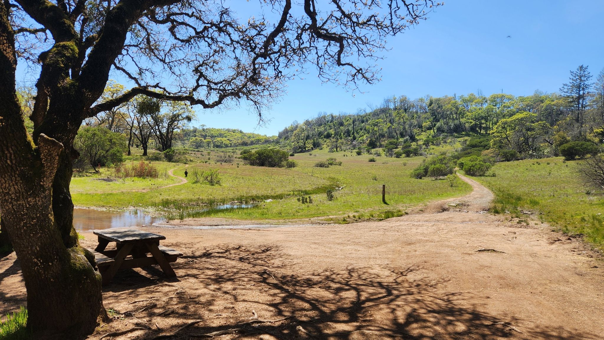 Picnic table under a large tree, overlooking a grassy field and small pond. - Ridge Trail – Warren Richardson Trail loop from Lawndale