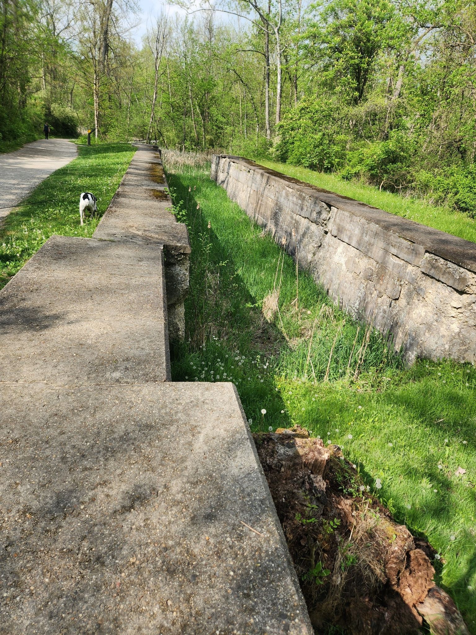 A concrete canal with green grass, a path, and a dog on a sunny day. - Ohio and Erie Canal Towpath & Buckeye Trail loop — Cuyahoga Valley National Park