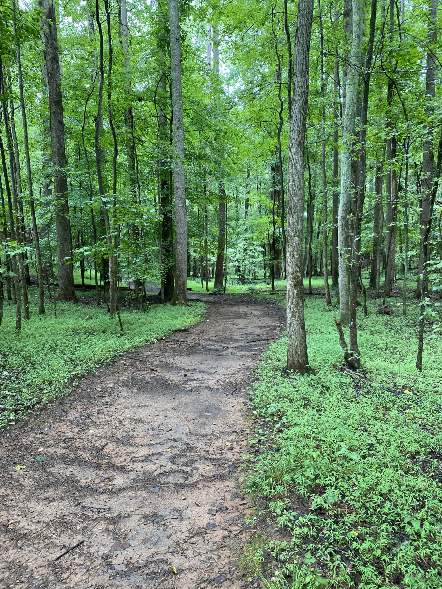 A dirt path winds through a lush green forest on an overcast day. - Homestead Trail