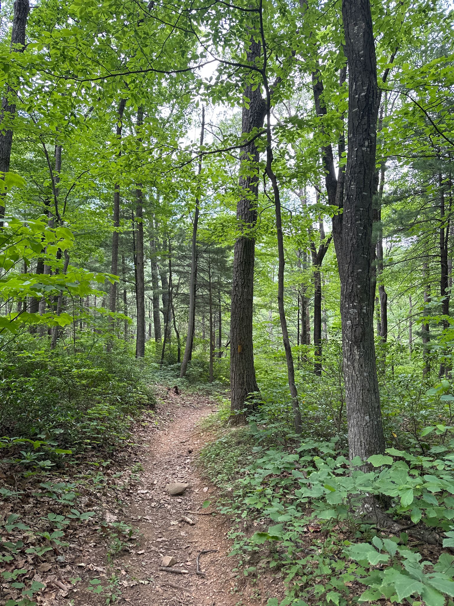 A winding dirt trail through a lush, green, sun-dappled forest. - Hazel River and White Rocks Trail Loop