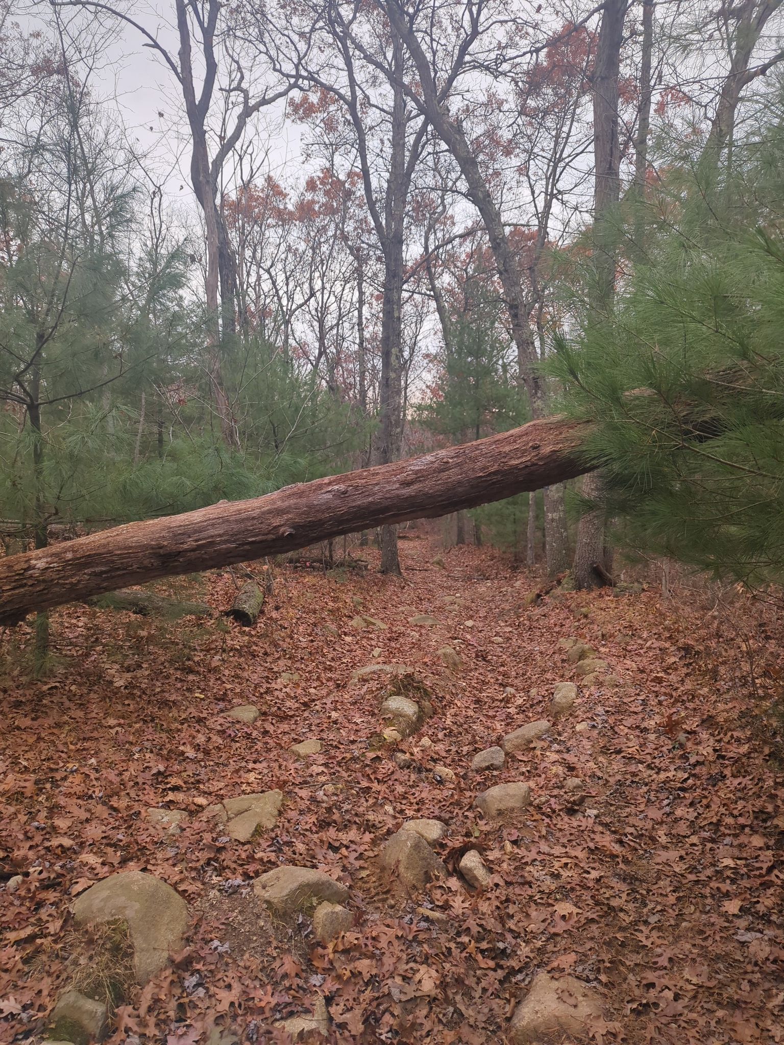 A large fallen tree blocks a rocky forest path on an overcast day. - Red Fox Trail Loop