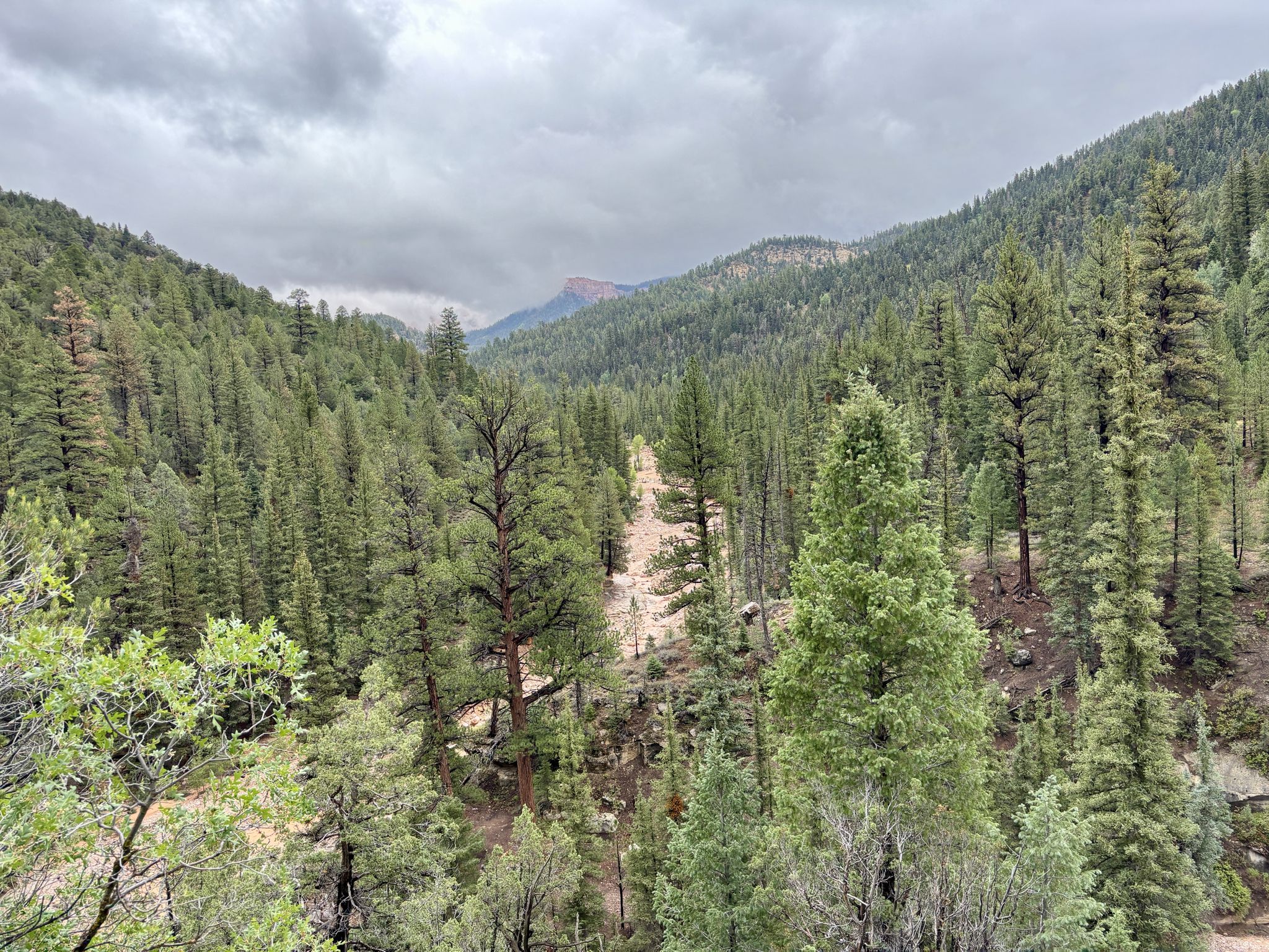 Dense evergreen forest fills a valley under a cloudy sky. - Rattlesnake Creek - Ashdown Gorge Trail