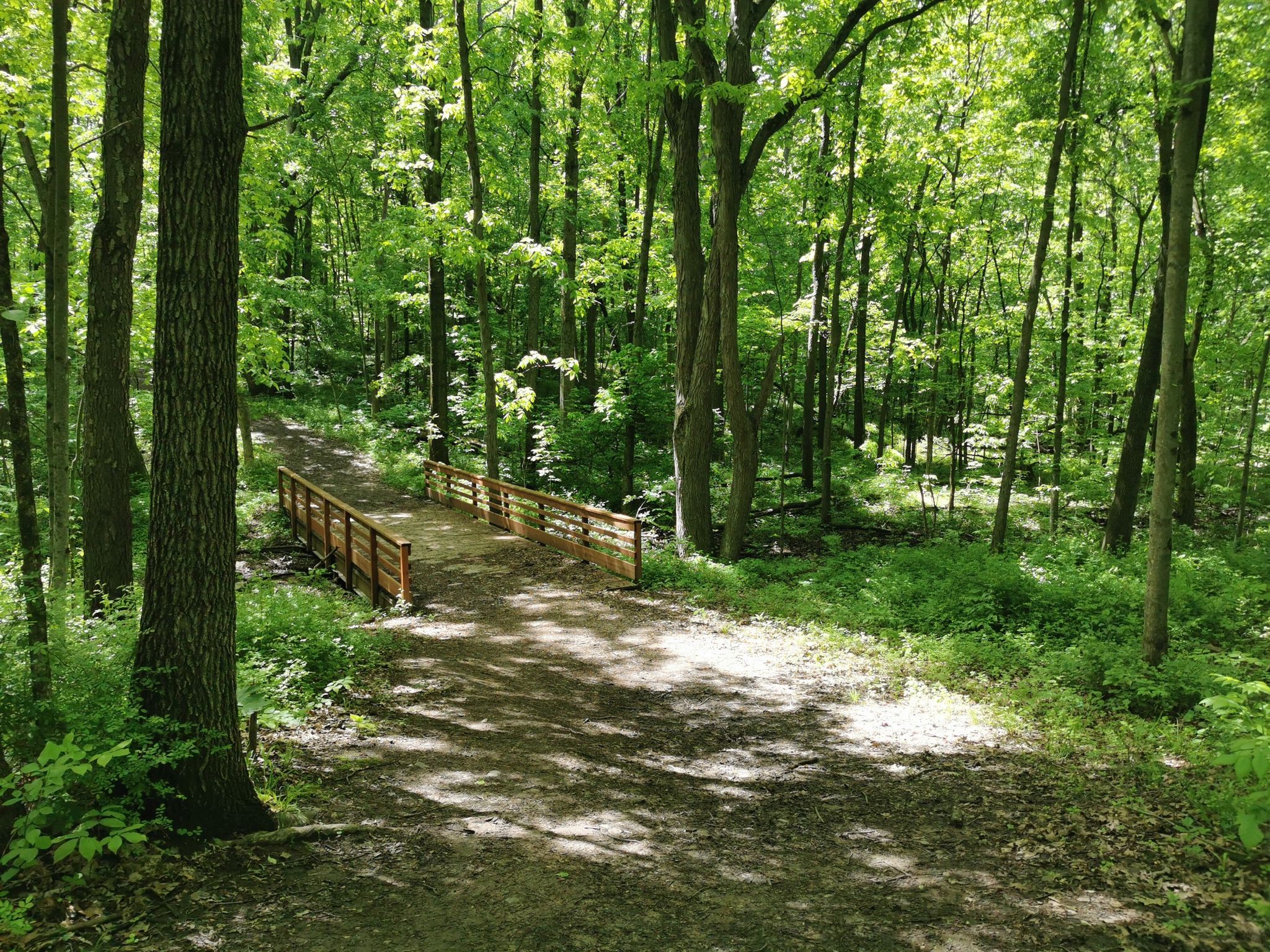 A dirt path leads to a wooden bridge in a sunlit green forest. - Red Trail – Seidman Park loop from Goodwillie Environmental School