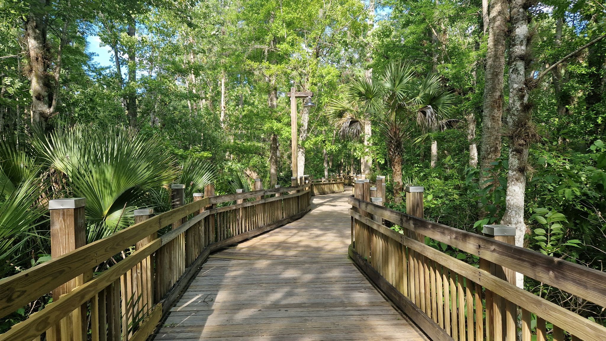 Winding wooden boardwalk through a lush, sun-dappled forest with palm trees. - East Village Loop
