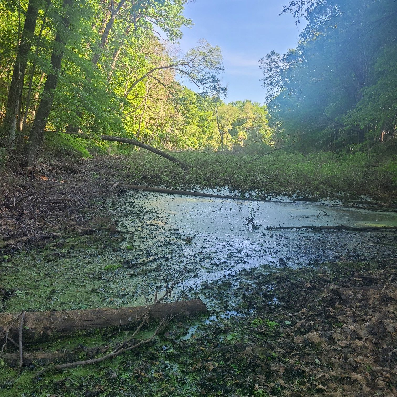 Muddy, algae-covered swamp surrounded by dense green forest under bright sunlight. - Arboretum Loop
