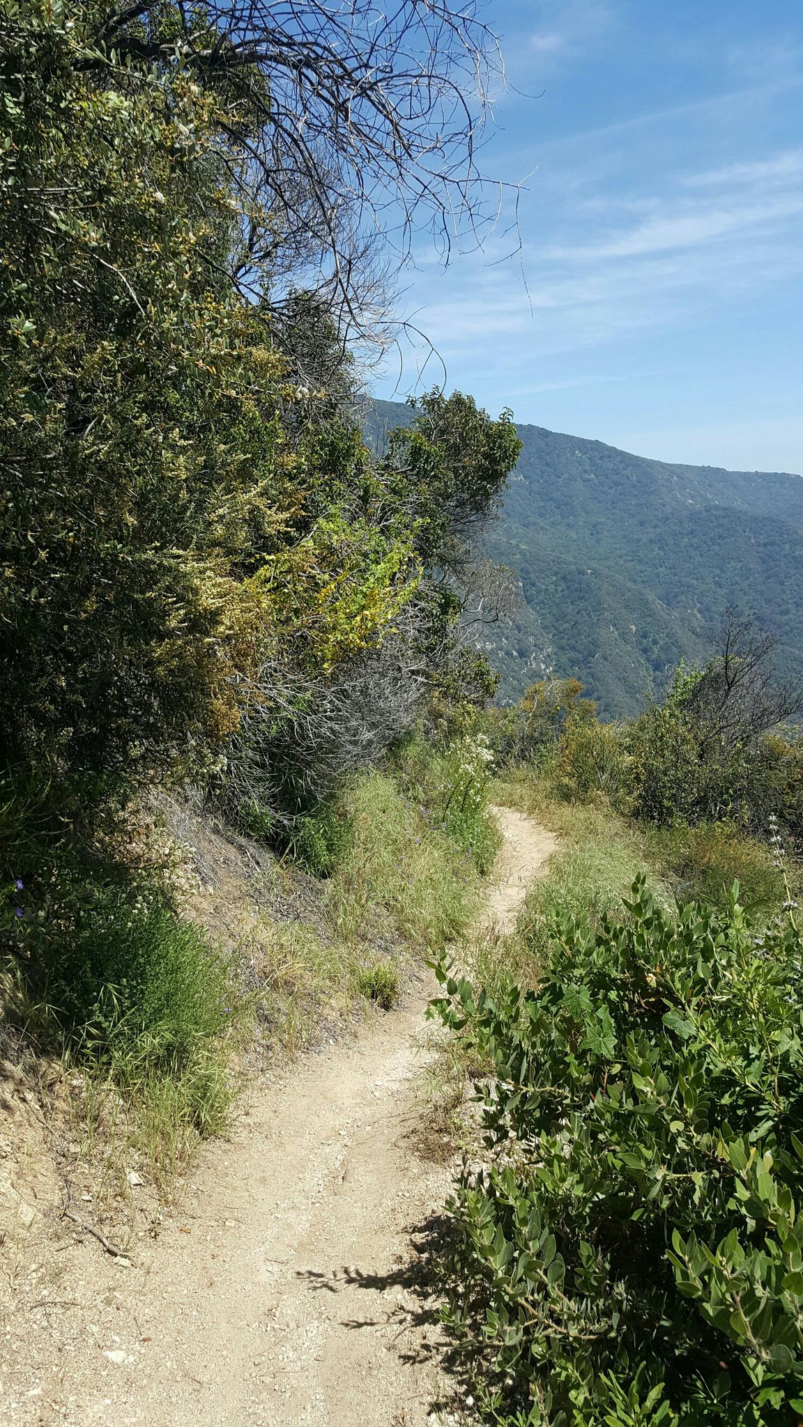 A winding dirt trail on a sunny hillside with distant mountains and blue sky. - Mount Zion via Sturtevant and Lower Winter Creek Trail Loop