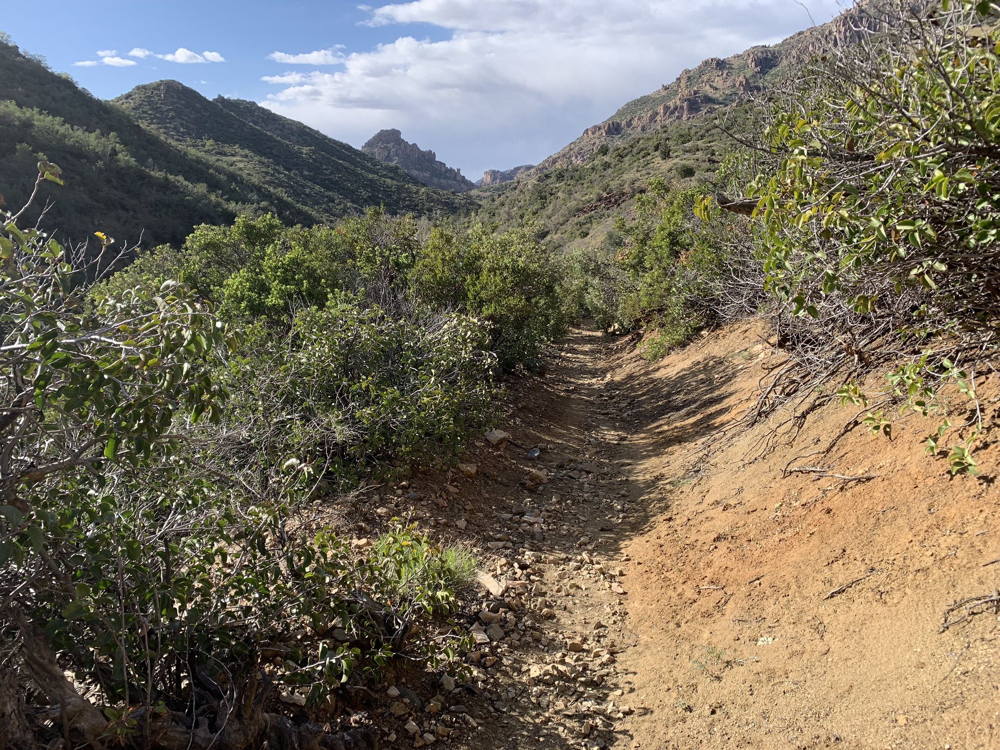 Dirt trail winding through a brushy mountain valley on a sunny day. - Rogers Canyon Trail via Reavis Ranch Trail