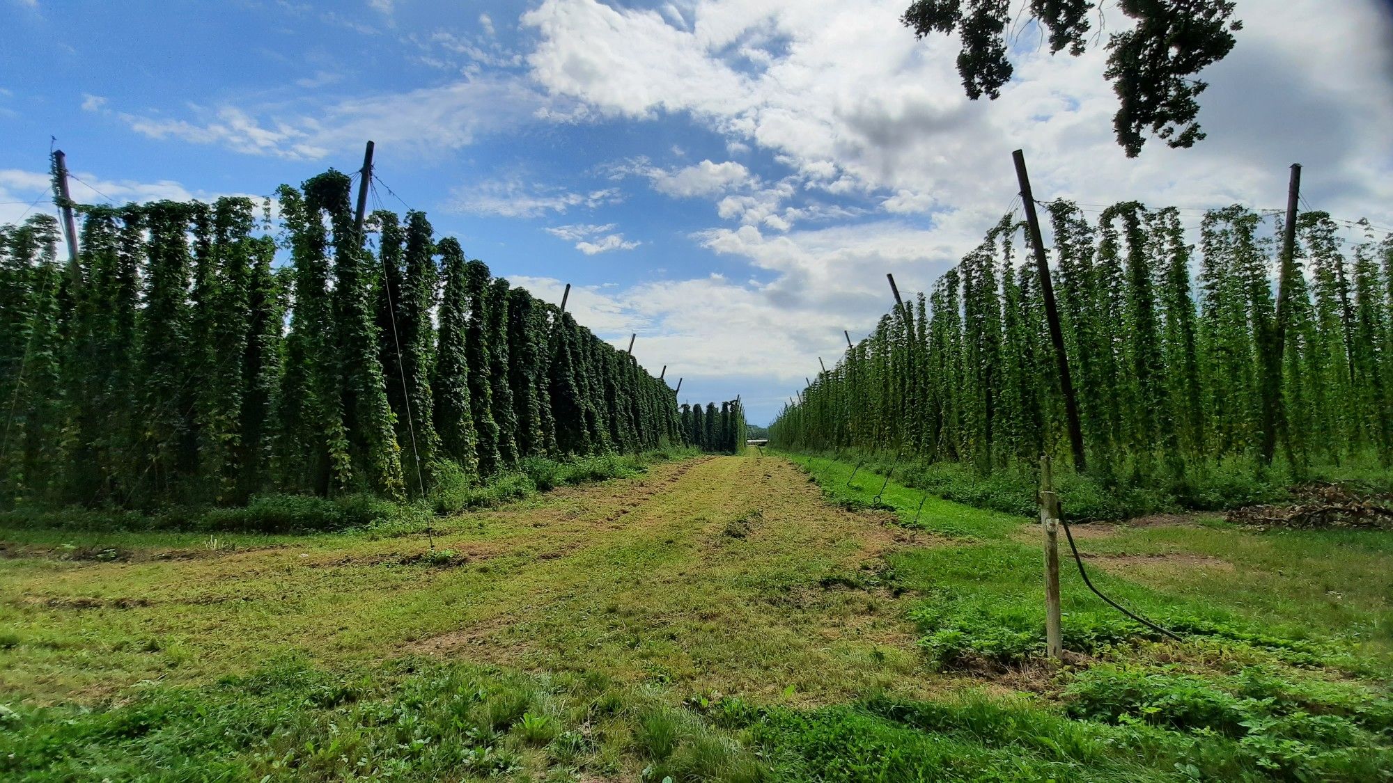 Hopfen, Hopfen...
