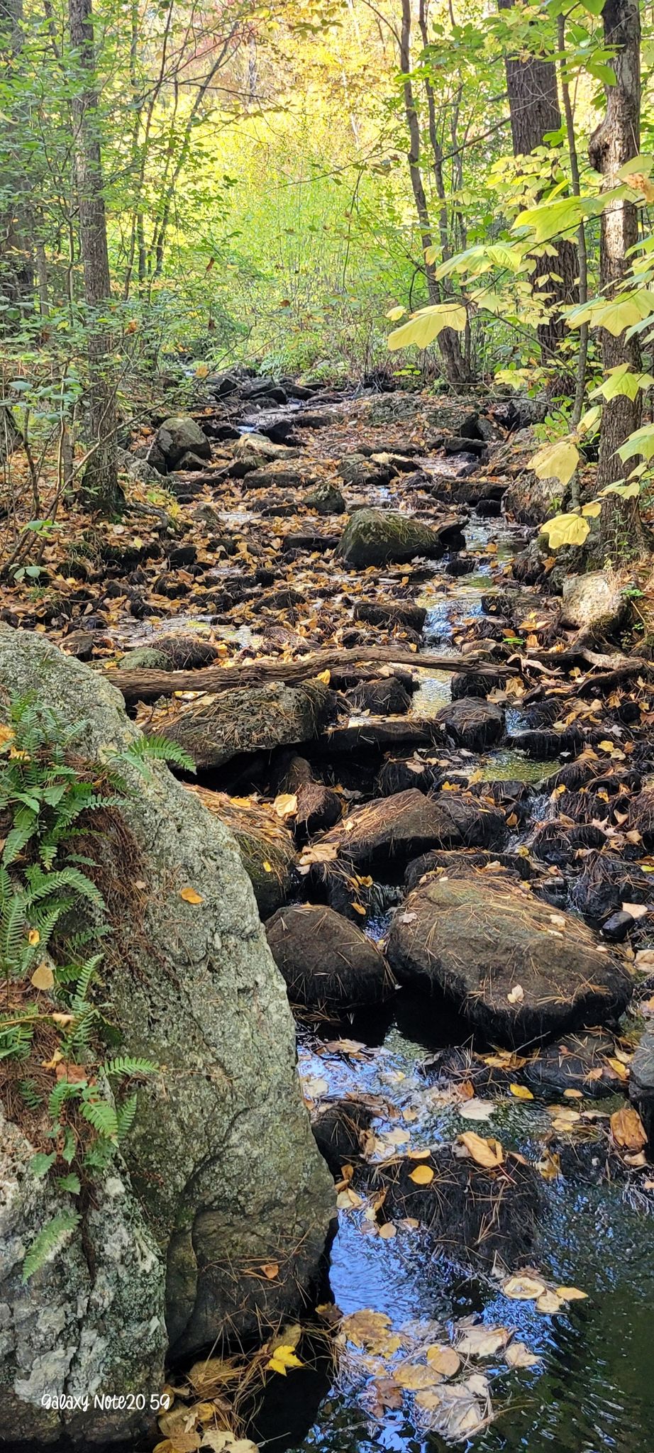 Rocky stream flowing through a sunlit forest with autumn leaves. - Woodland Loop Trail