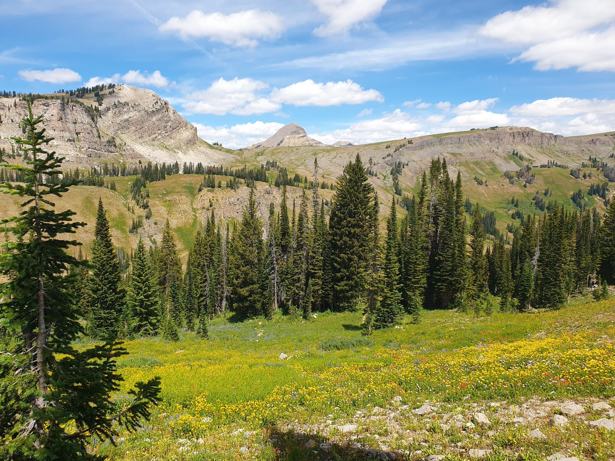 A vibrant green meadow with yellow flowers and pine trees, backed by mountains. - Teton Crest Trail: Granite Canyon to Jenny Lake