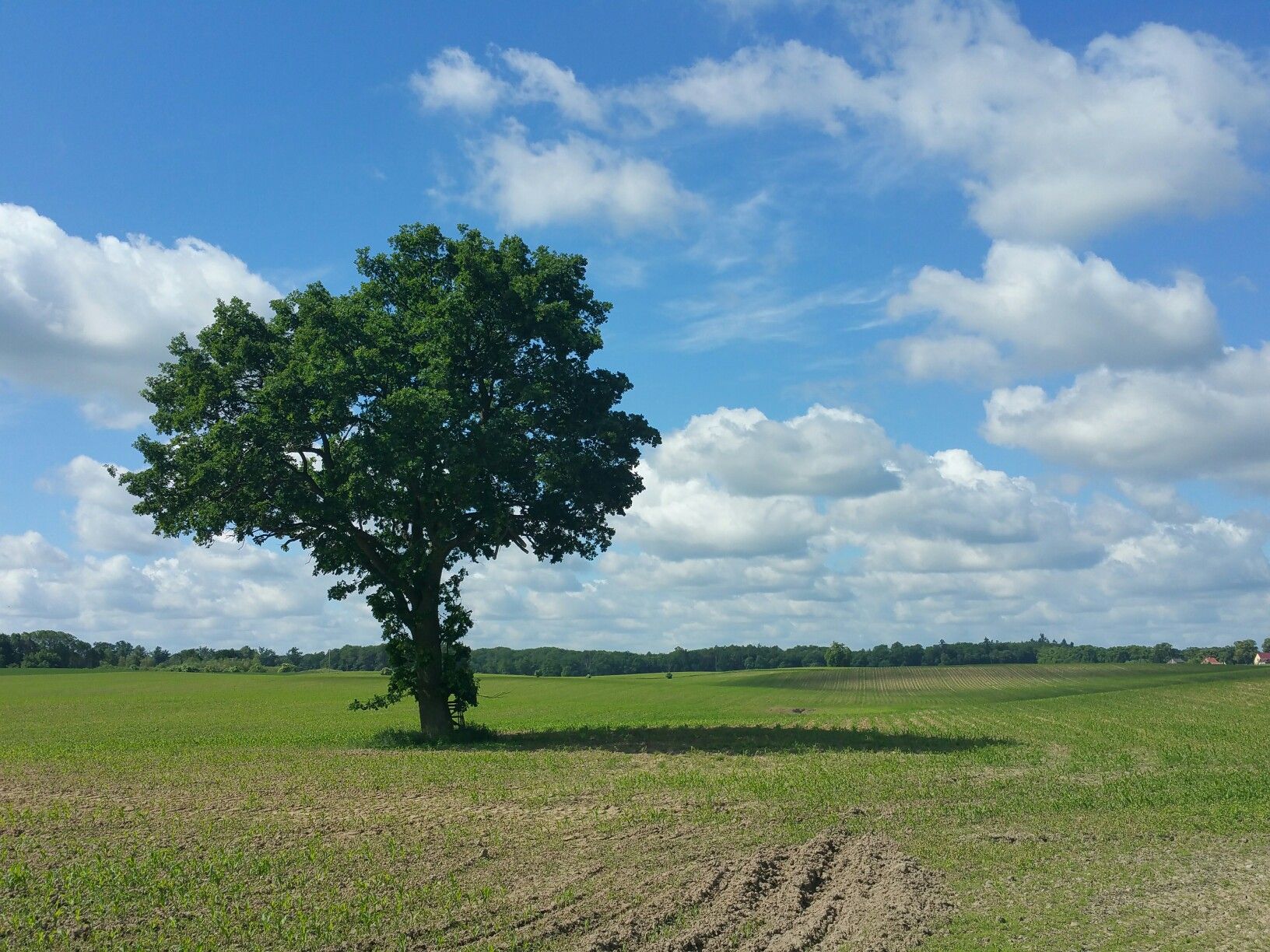 Baum alone