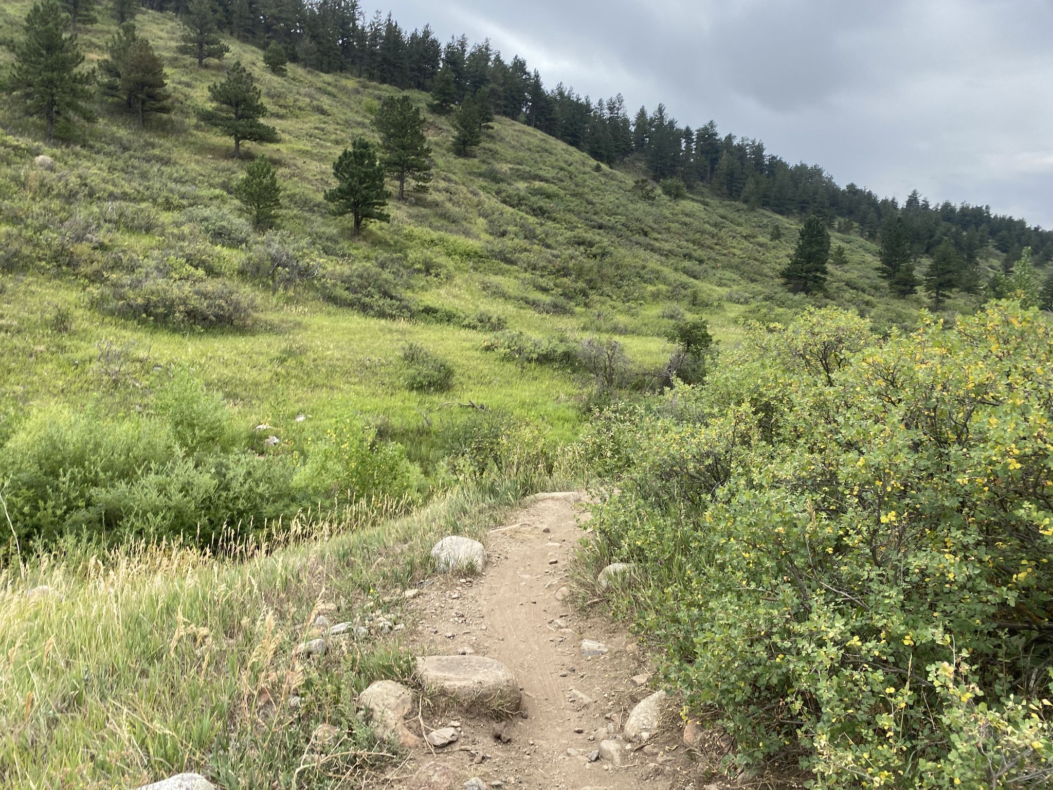 Dirt trail winding through a lush green hillside with scattered trees. - Doudy Draw and Flatirons Vista Loop
