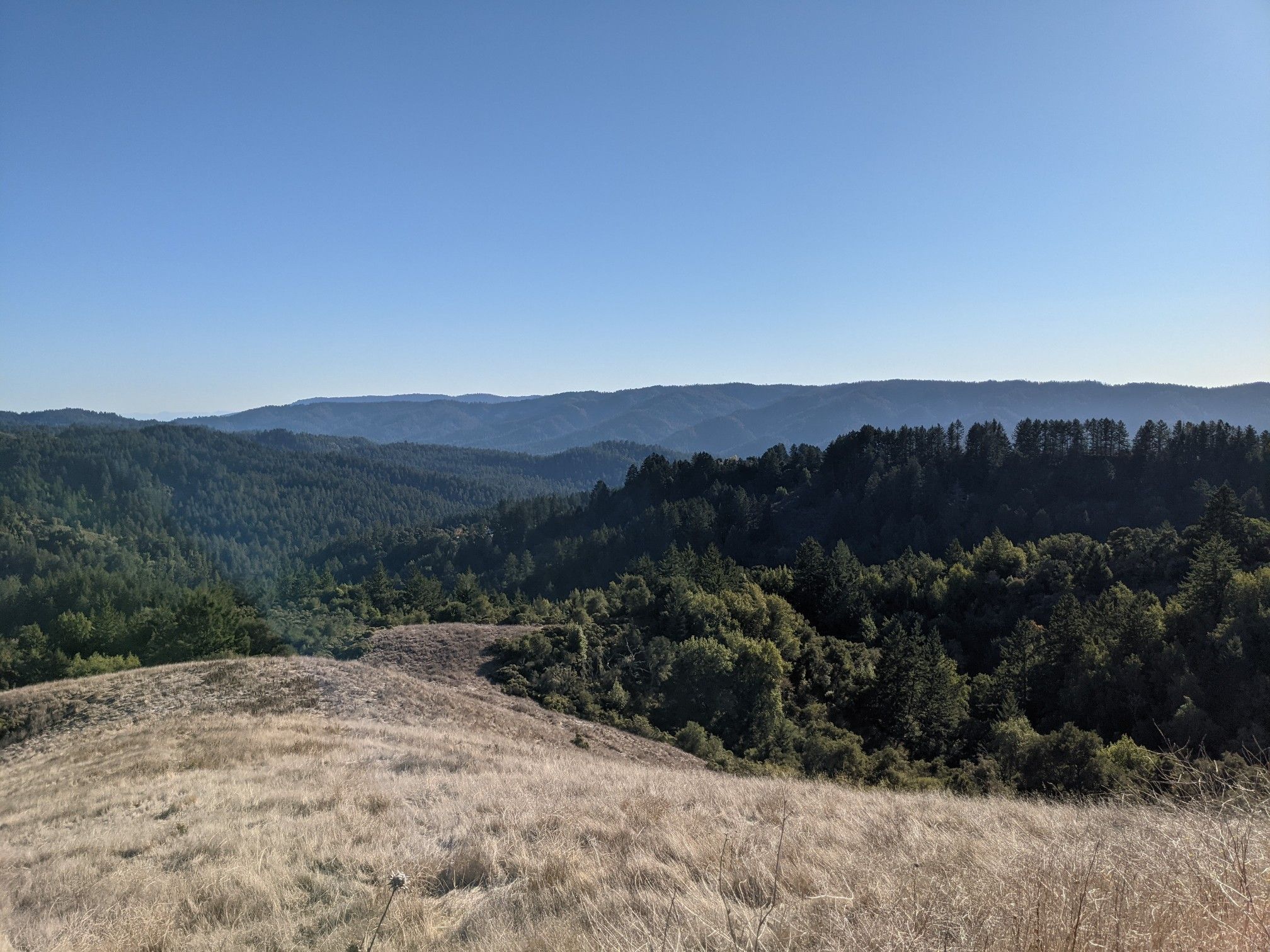 Dry grassy hills overlooking dense green forests and distant mountains under a clear sky. - View of Skyline Ridge – Mountain Ridge View loop from La Honda