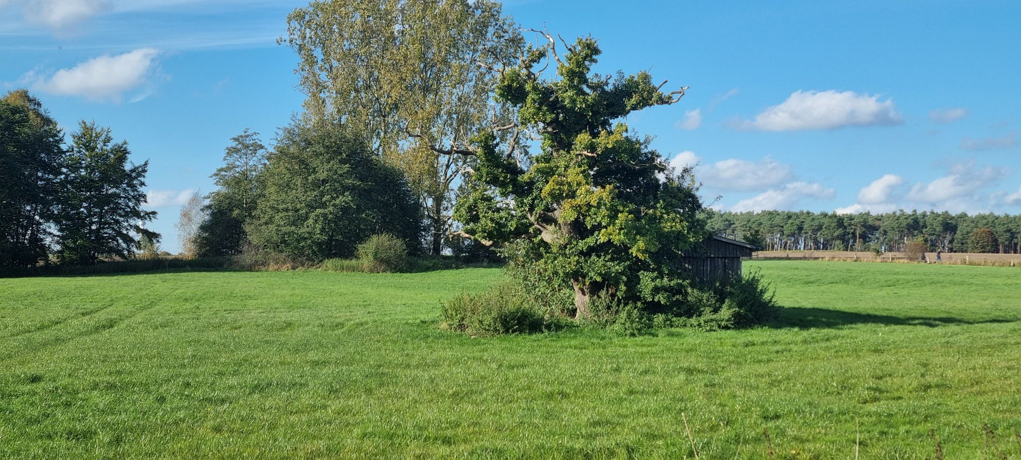 Armsener Hexenbaum