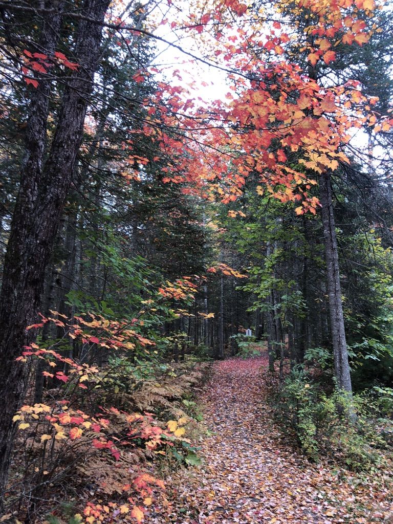 Forest path covered in fallen leaves, surrounded by vibrant orange and green trees. - Tripp Road – Roland F. Perry City Forest loop from North Penjajawoc Forest