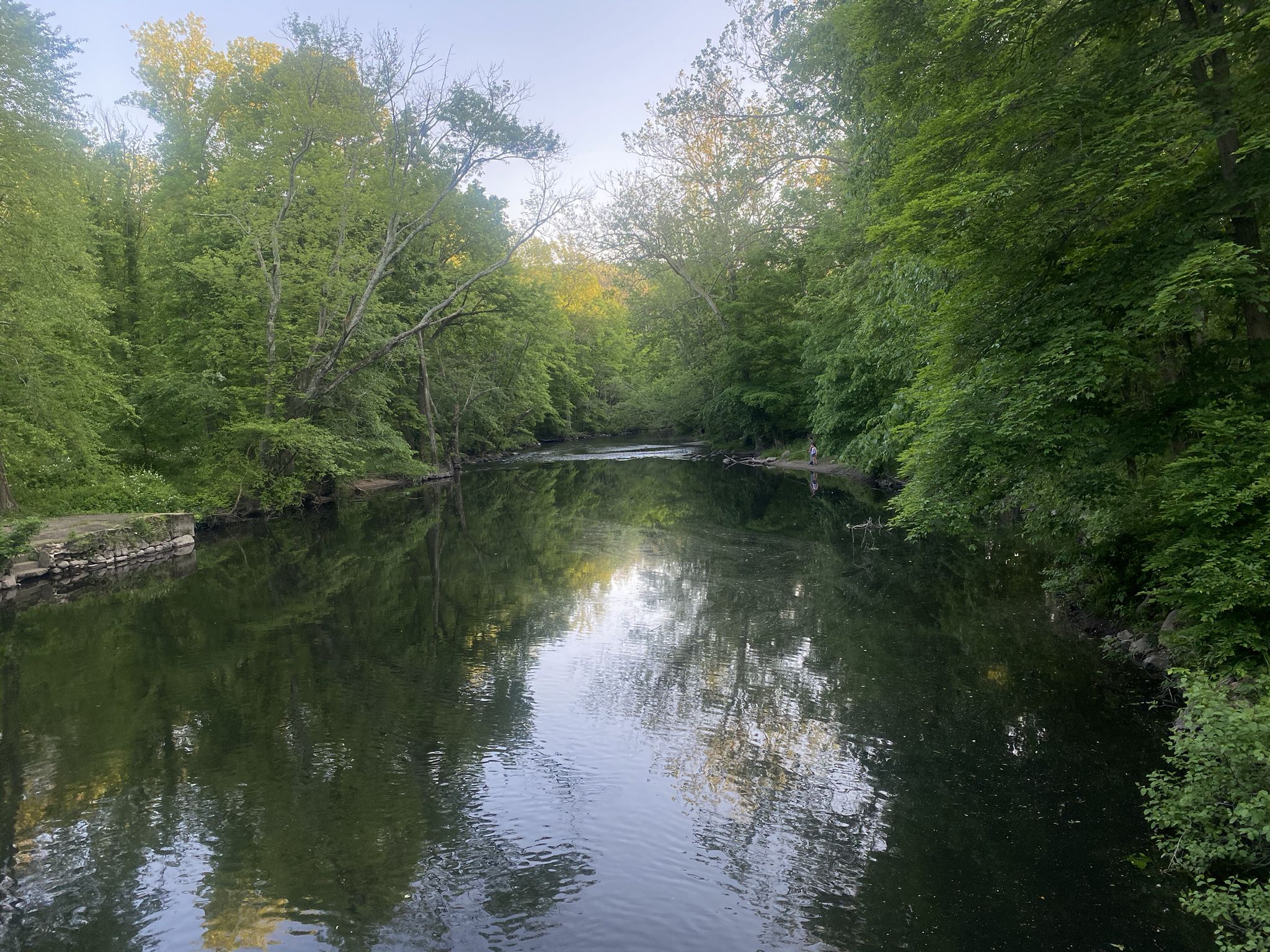 Calm river flowing through a dense green forest under soft light. - Vista Loop Trail