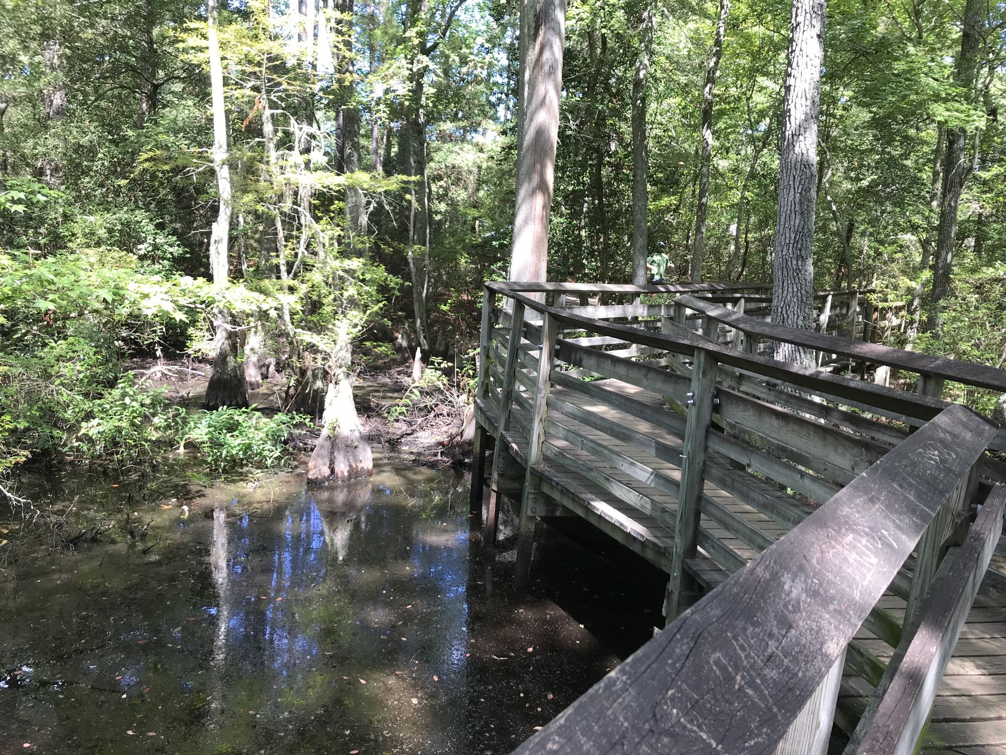 A wooden boardwalk curves over dark swamp water surrounded by green trees. - Osmanthus Trail Loop