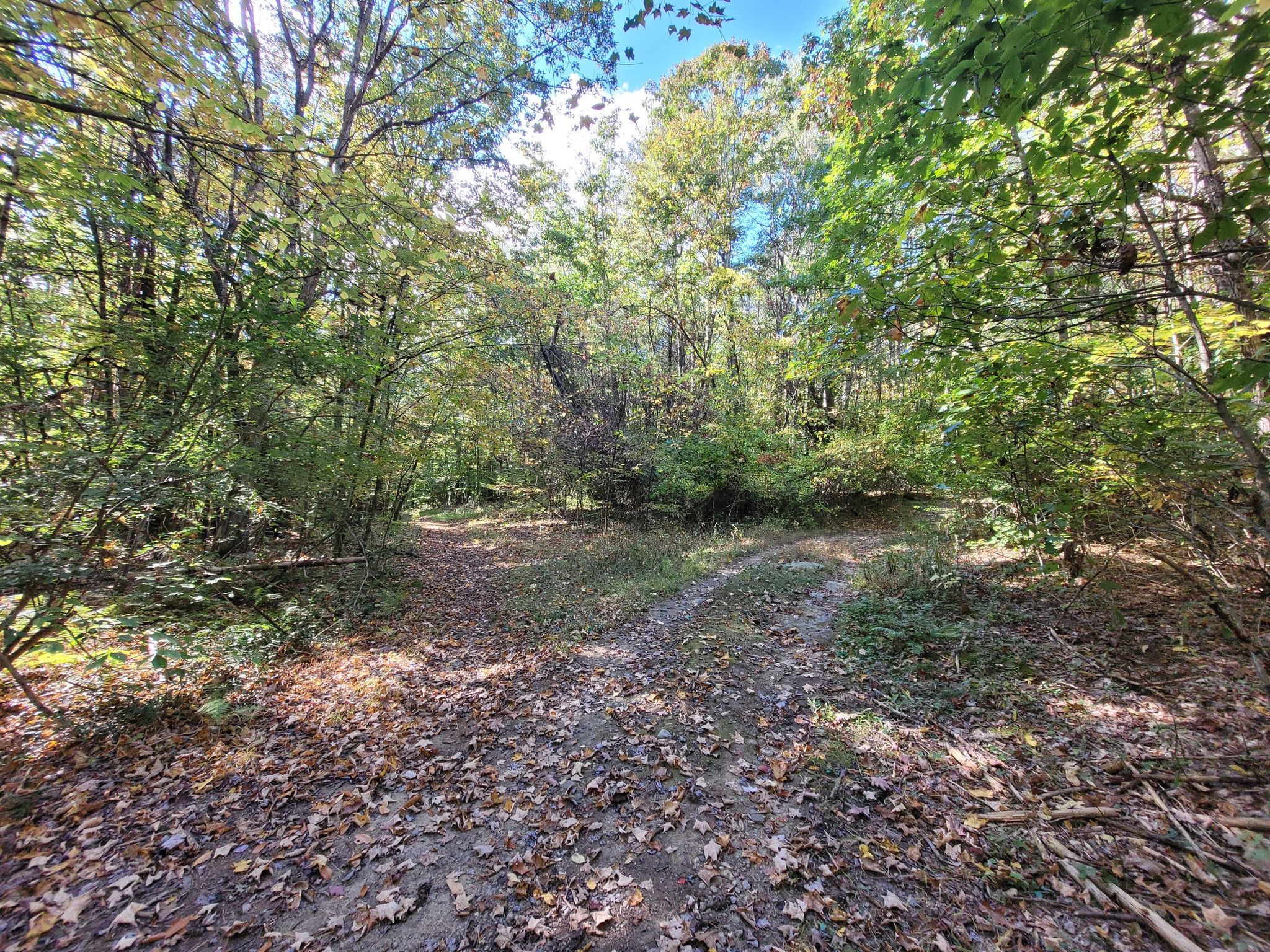 A sunlit dirt path forks in a dense forest with green and autumn leaves. - Carriage Road loop from Skidmore North Woods