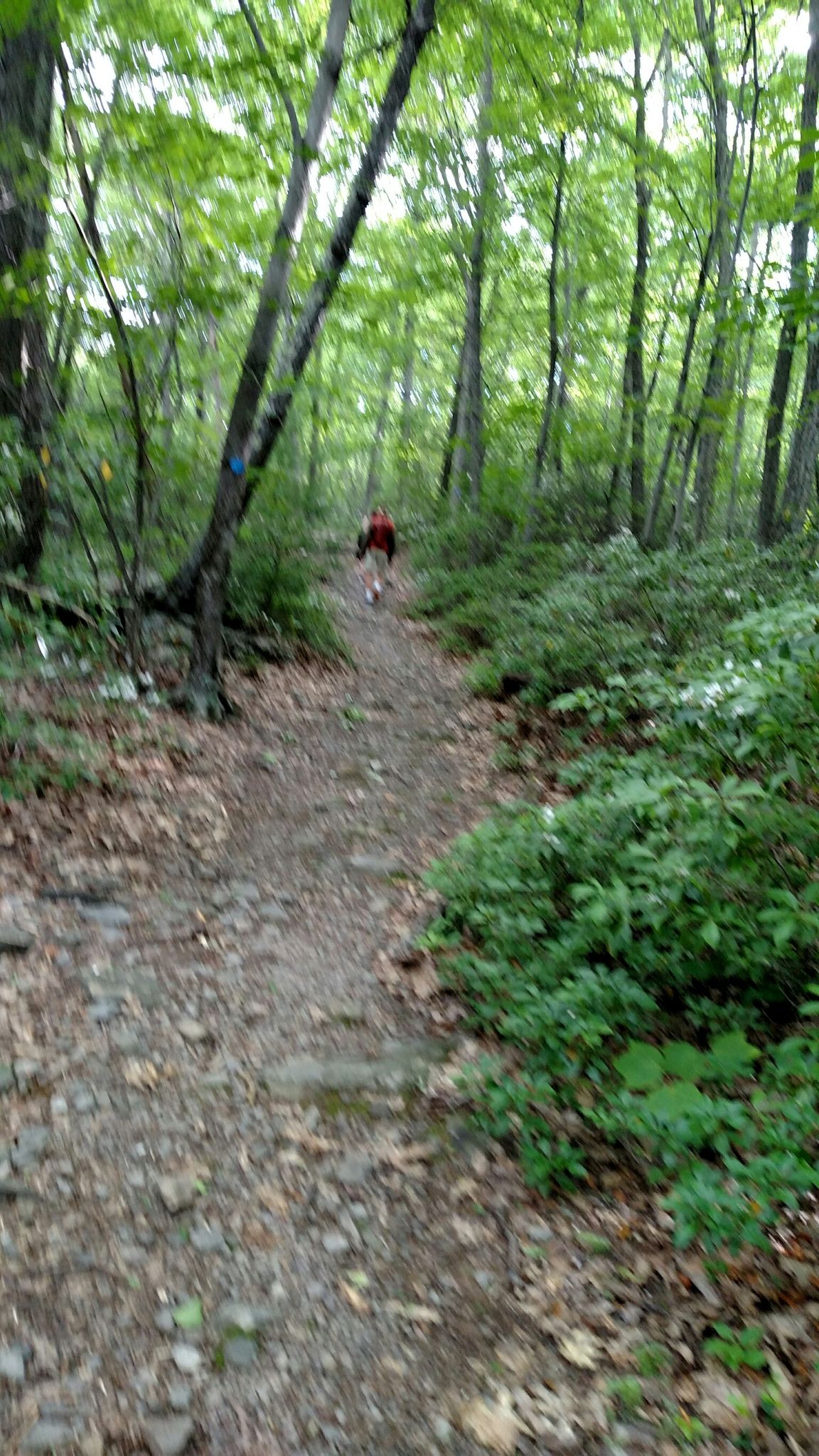 A person in red walks on a blurry forest path. - Ticetonyk Trail