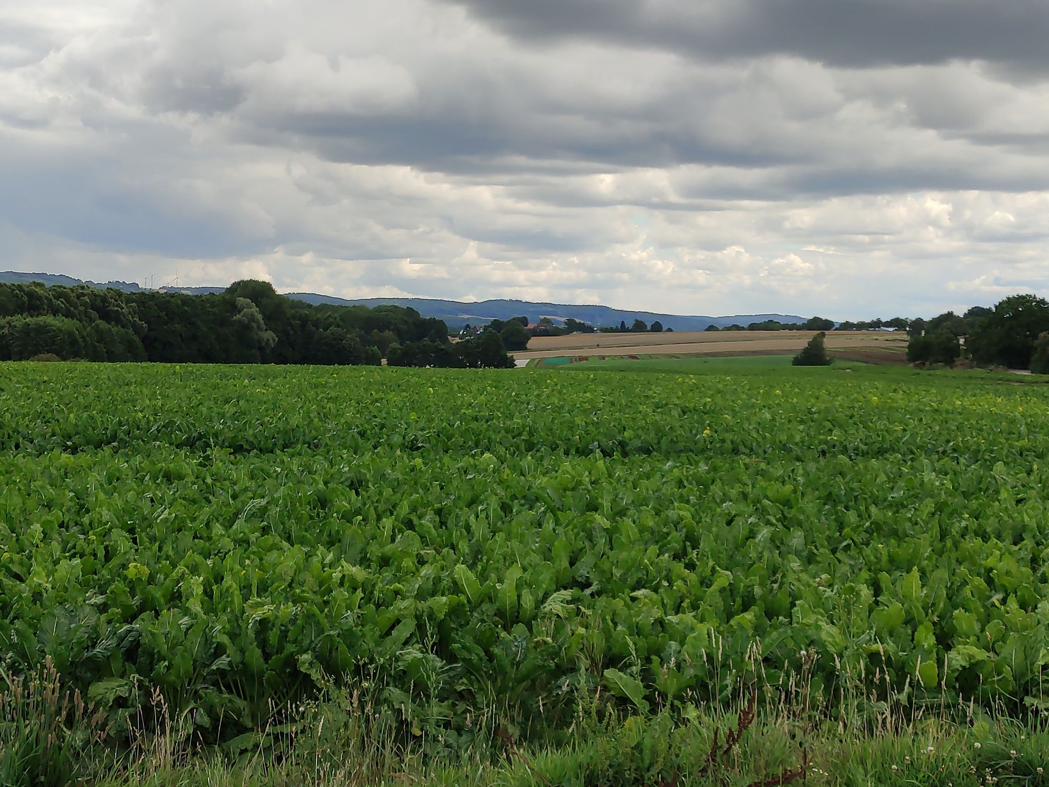 Felder im Naturpark Teutoburger Wald