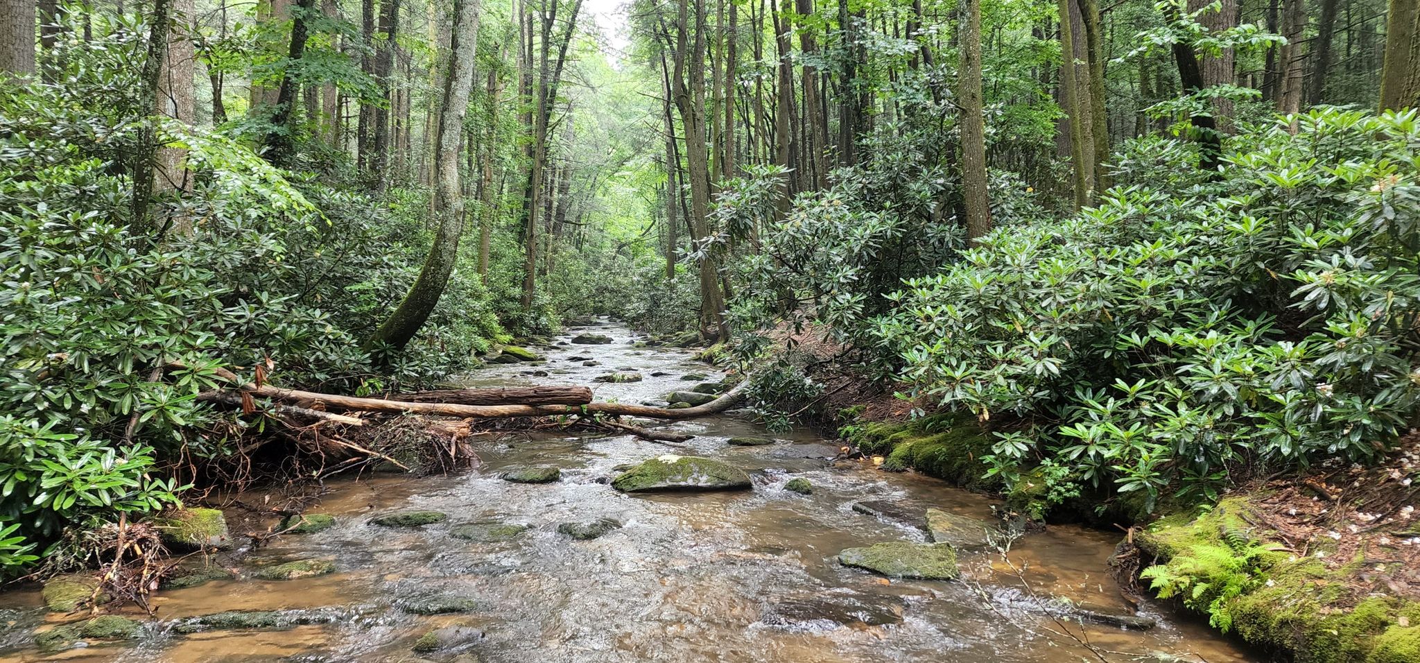 A rocky stream flows through a dense, green forest under soft light. - Appalachian Trail: Woody Gap to Springer Mountain