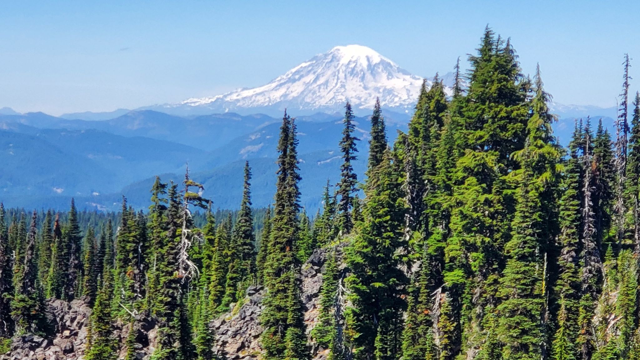 Snow-capped mountain peak visible above a dense evergreen forest under clear sky. - PCT: WA Section H - Cascade Locks to White Pass