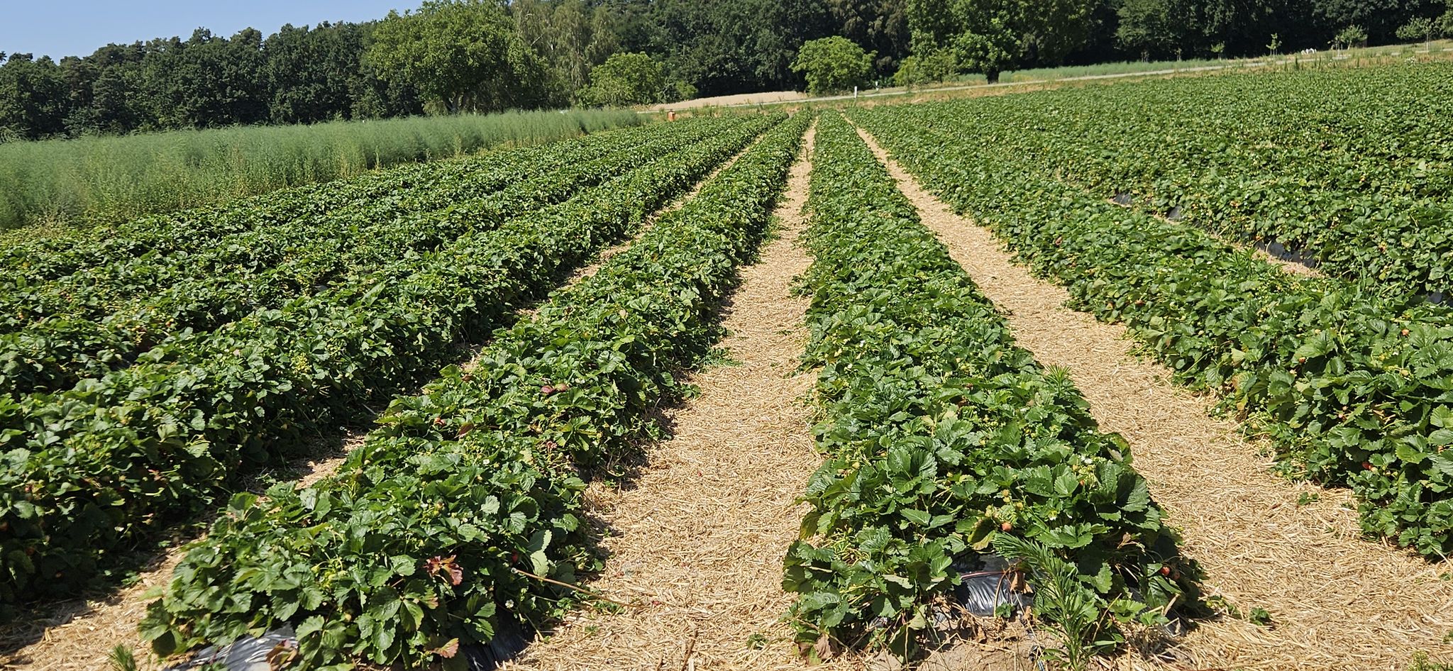 Erdbeeren