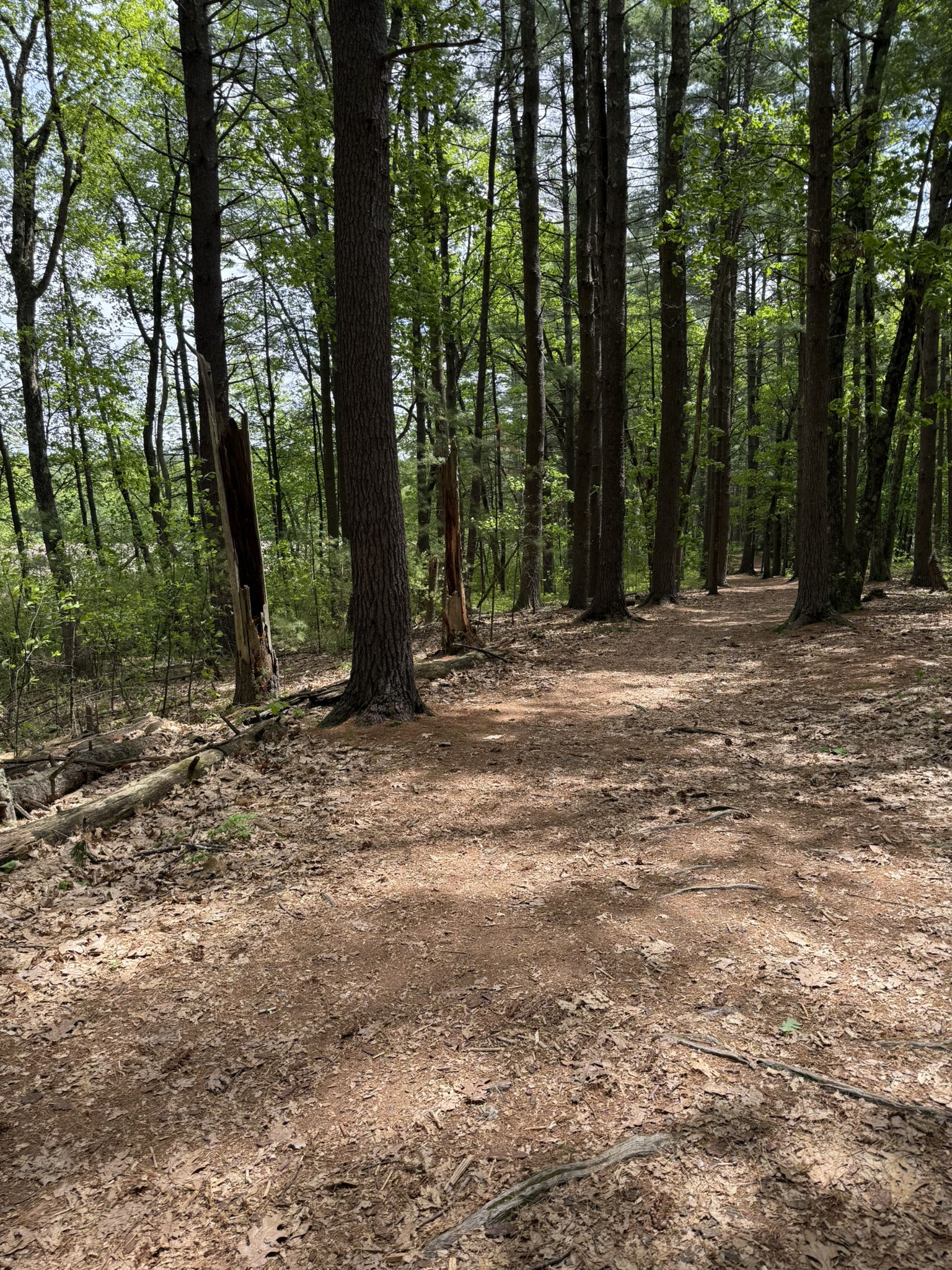 A wide, sun-dappled dirt path winding through a dense forest. - Peninsula, Pipeline, West and East Bog Loop