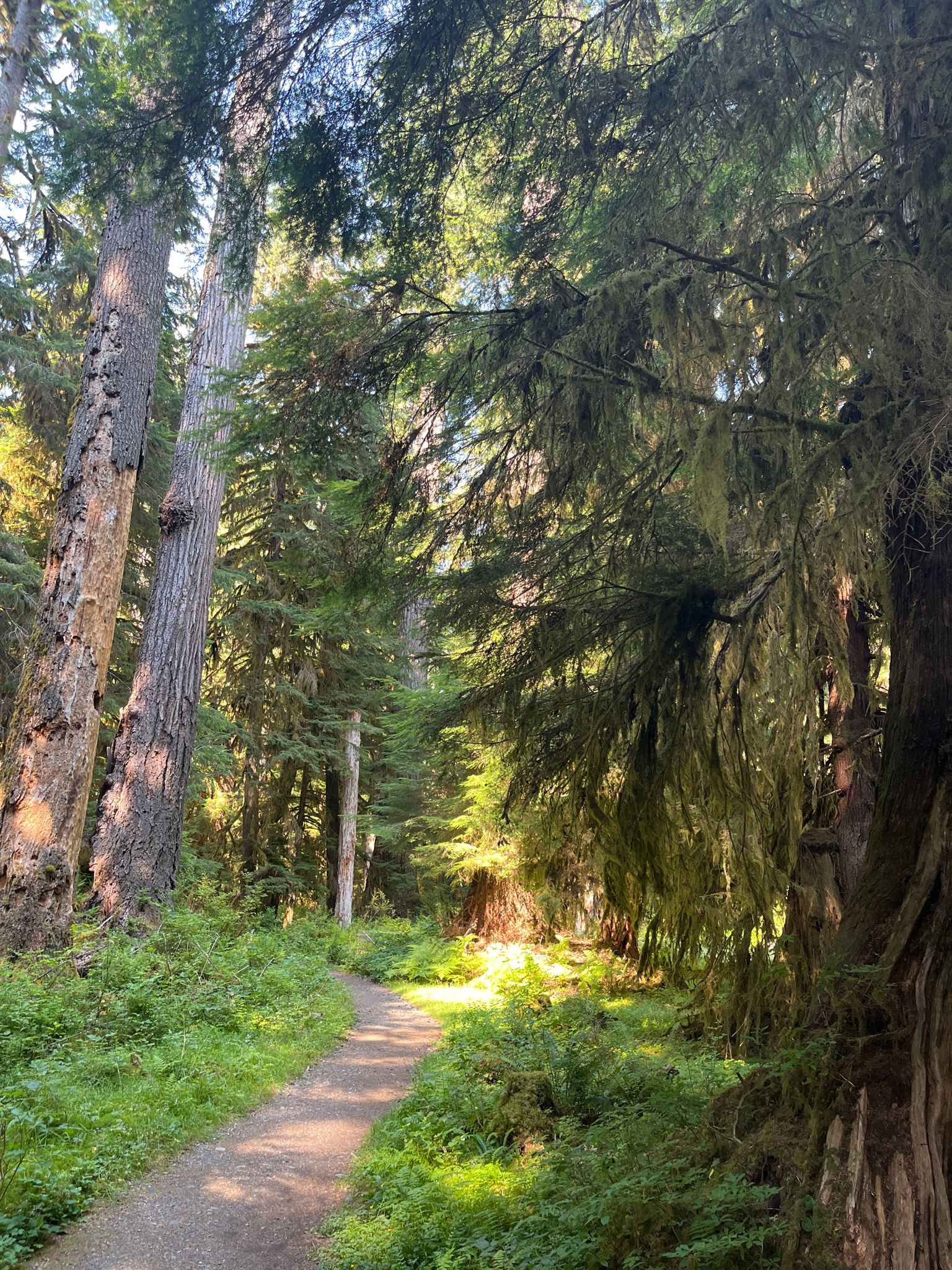 A sun-dappled dirt path winds through a dense, lush green forest. - Quinault River Pony Bridge Trail