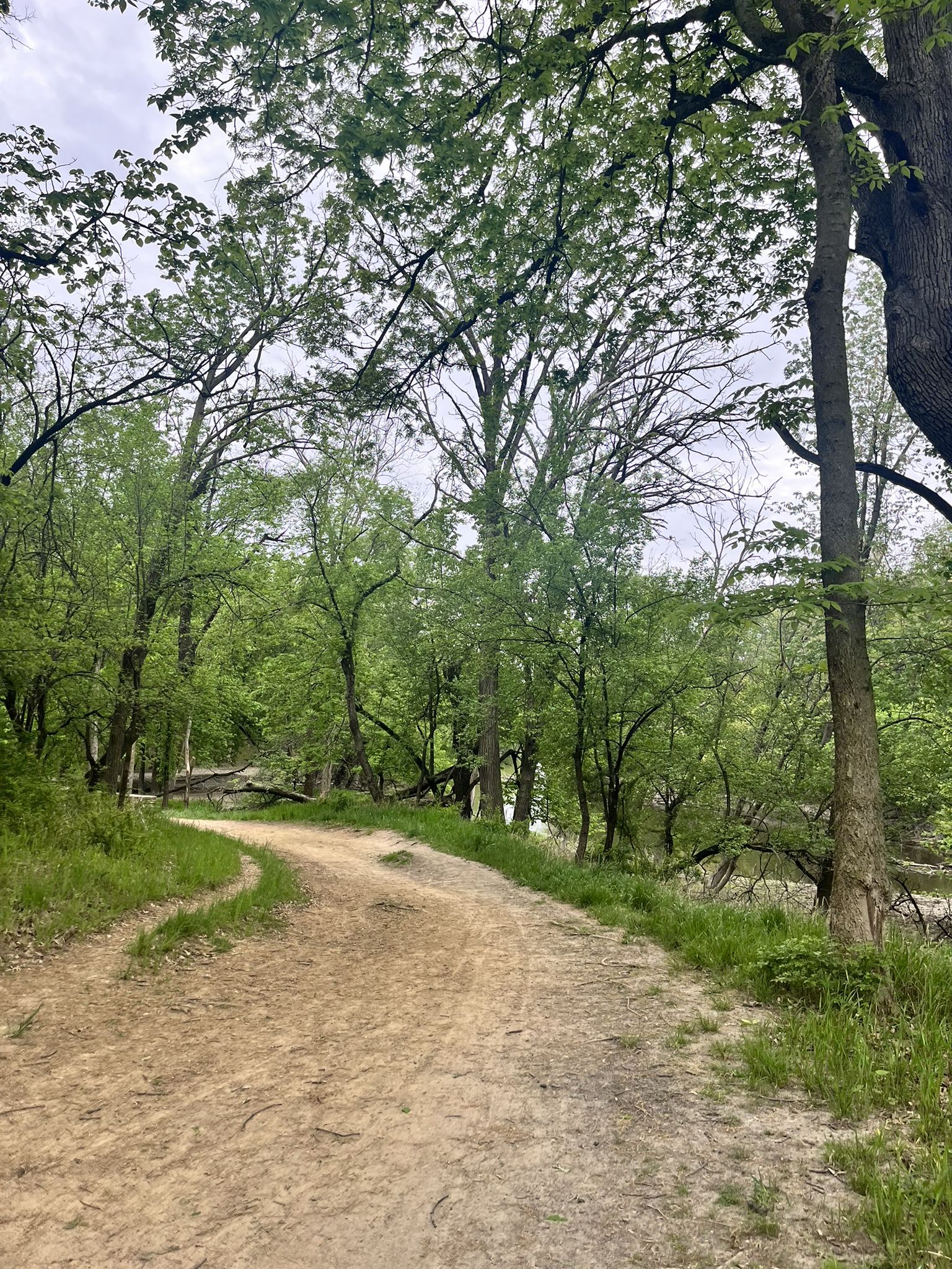 Dirt path winding through a lush green forest under an overcast sky. - Robinson Woods North – Catherine Chevalier Woods loop from Elmwood Park