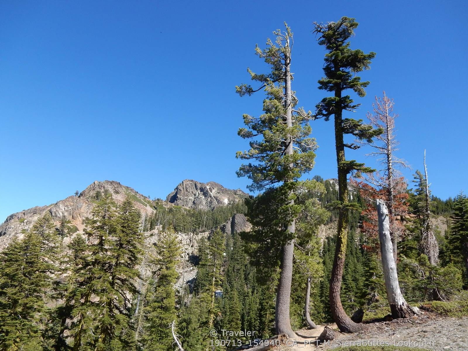 Tall pine trees in foreground, rocky mountains, clear blue sky. - Sierra Buttes Lookout via Tamarack Connector and Sierra Buttes Trail