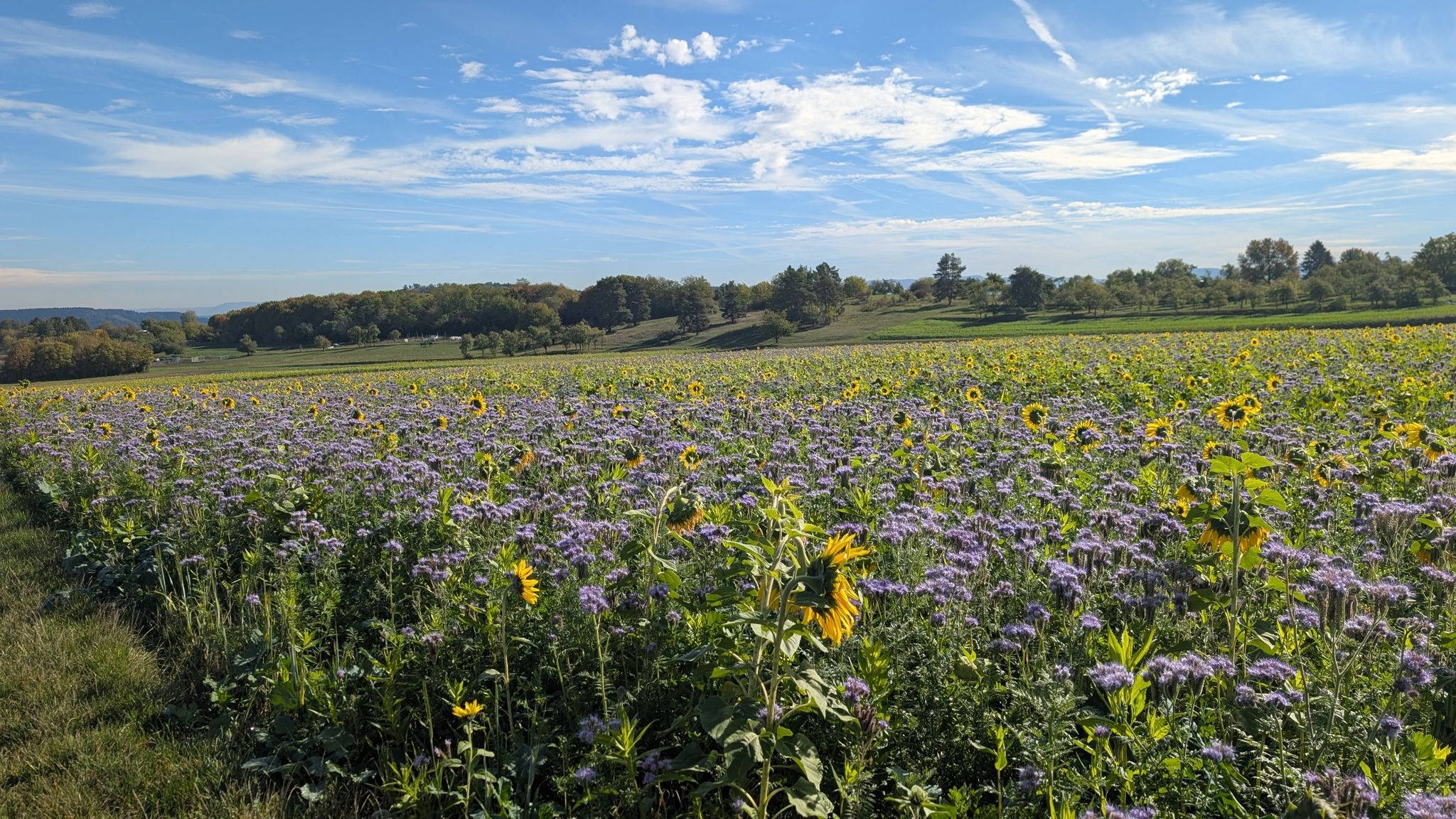 Ein Meer... Sonnenblumen und Disteln 😍😍😍