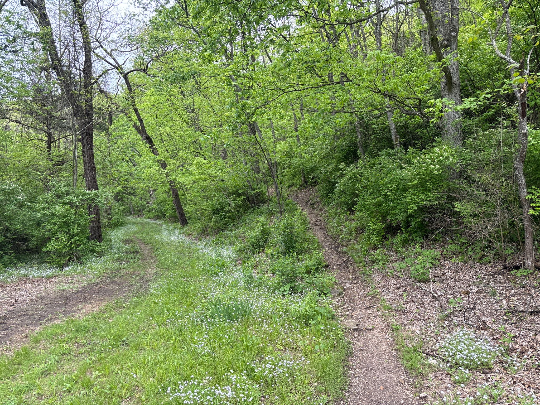 Two dirt paths diverge in a vibrant green forest under an overcast sky. - Lost Valley Trail – Lost Valley Trail loop from Lost Valley Trail Parking