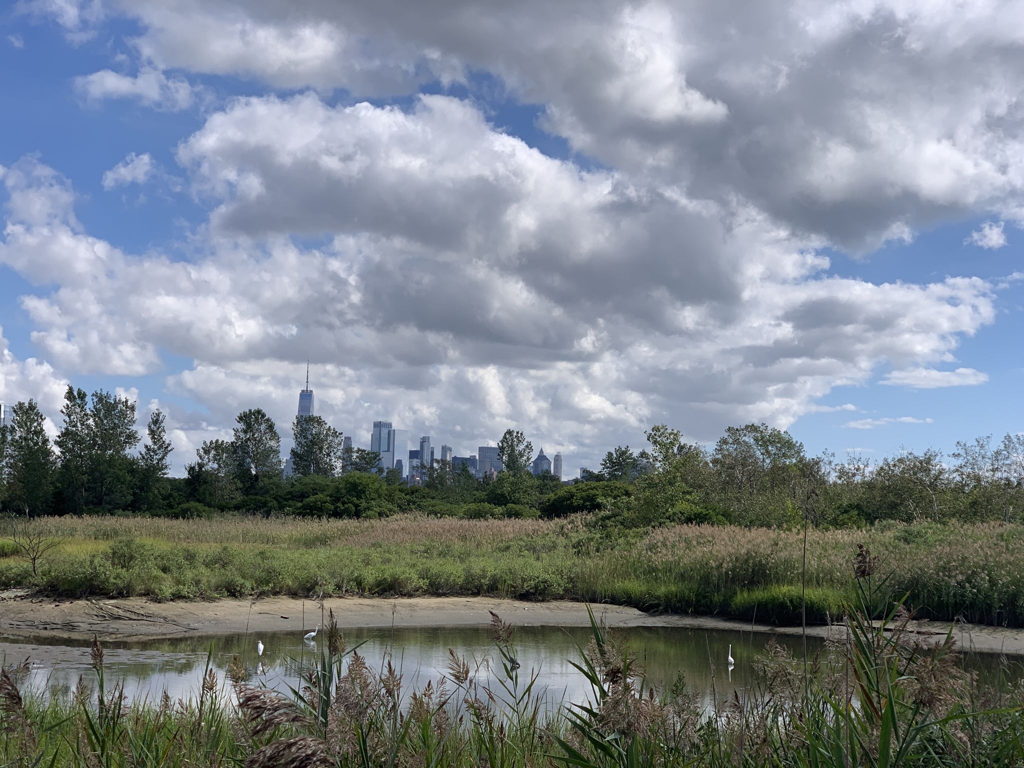 Wetlands with a distant city skyline under a bright, cloudy sky. - Freedom Way Bike Lane – Stephen R. Gregg Park loop from Grove Street