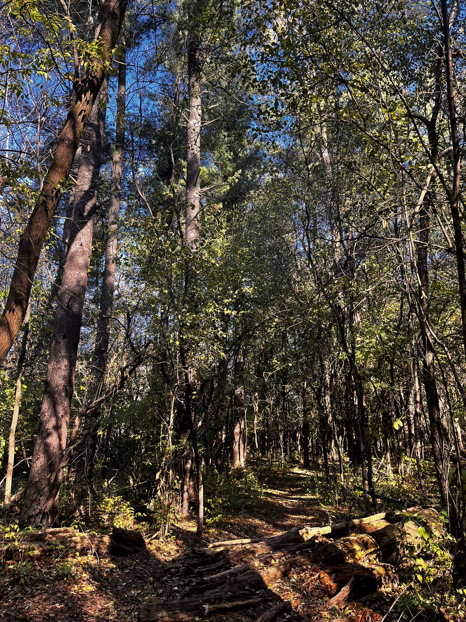 A winding dirt path through a dense forest with tall trees and dappled sunlight. - Oak View Trail