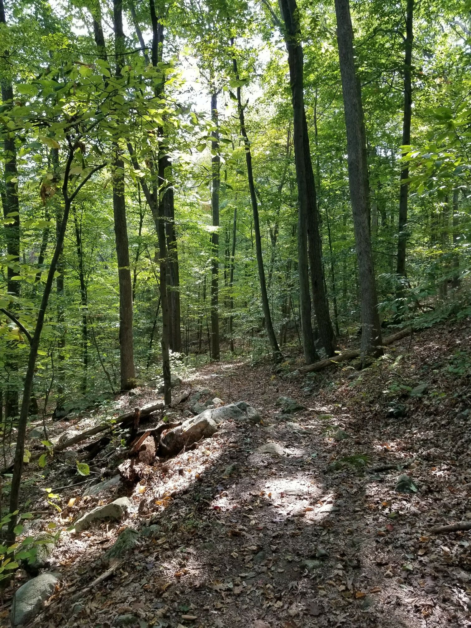 Sun-dappled forest path with fallen leaves and tall green trees. - Cage Hill – Viewpoint loop from Mount Olive