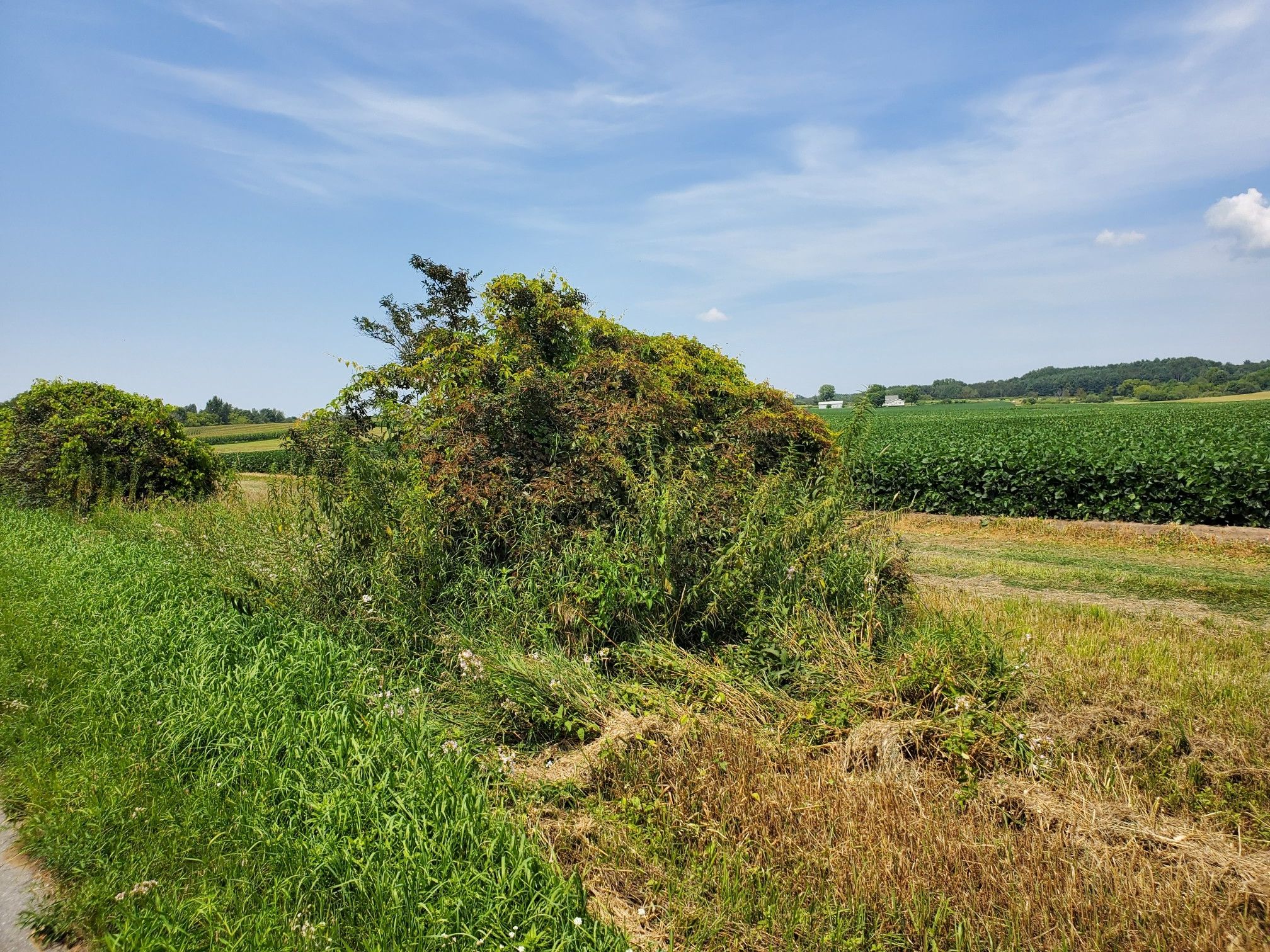 Bright daylight illuminates overgrown bushes next to a green agricultural field. - Bunker Lake – Hart Lake loop from Montague
