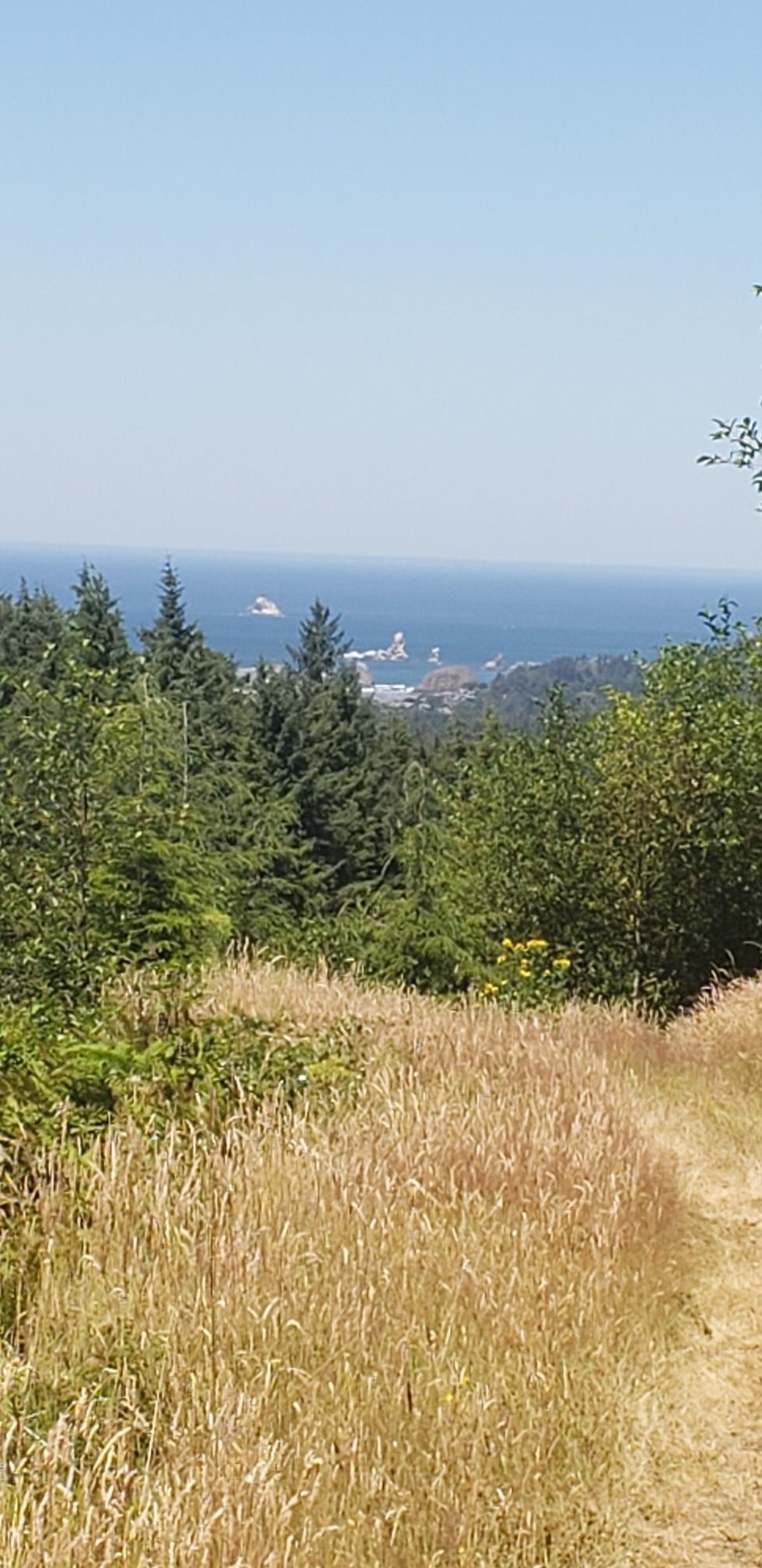 Sunny overlook with golden grass, green trees, and distant water with ships. - Haystack Rock via Elk Creek Road loop