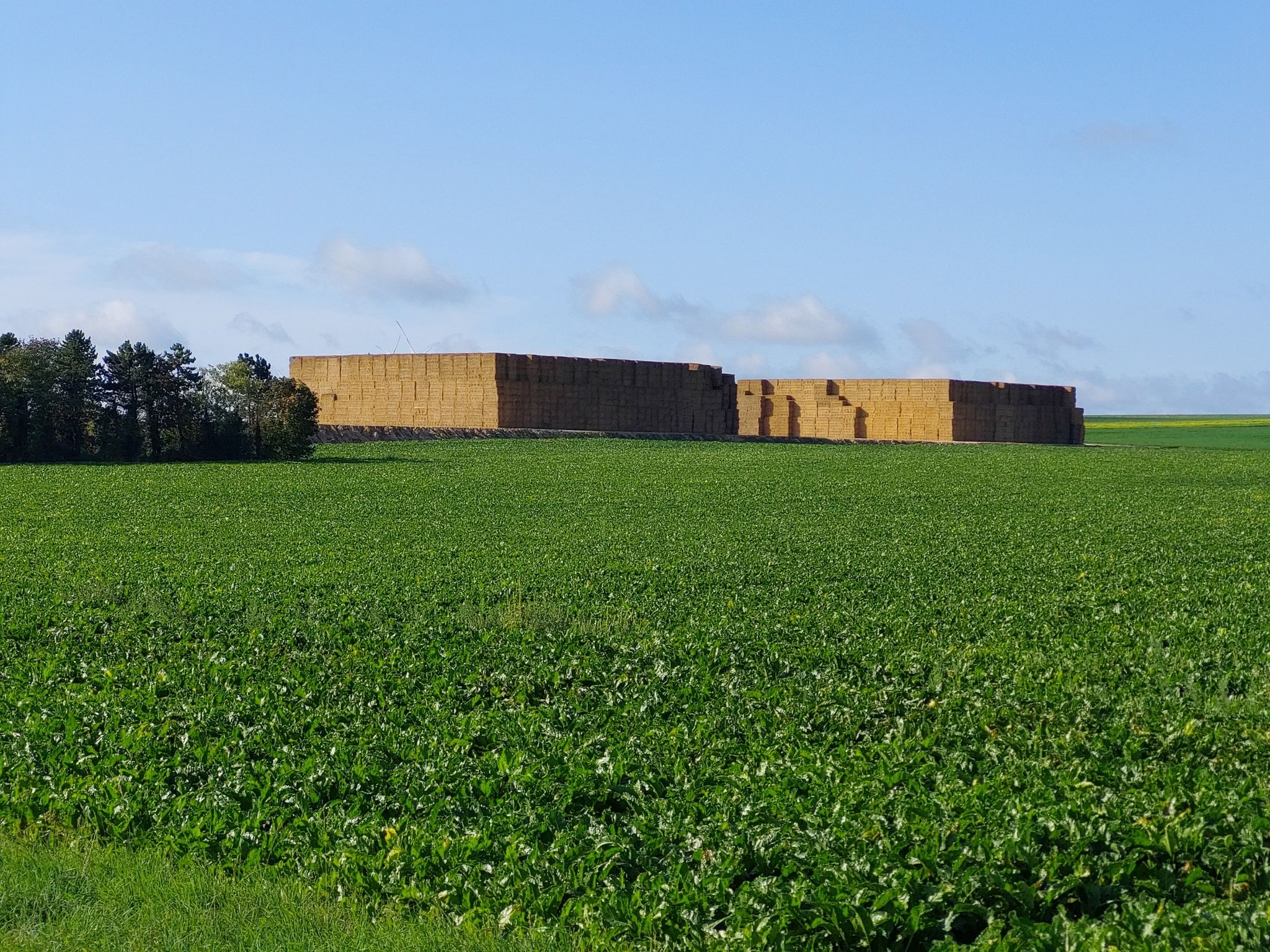 Landbouwgebied: immense stapels stro.