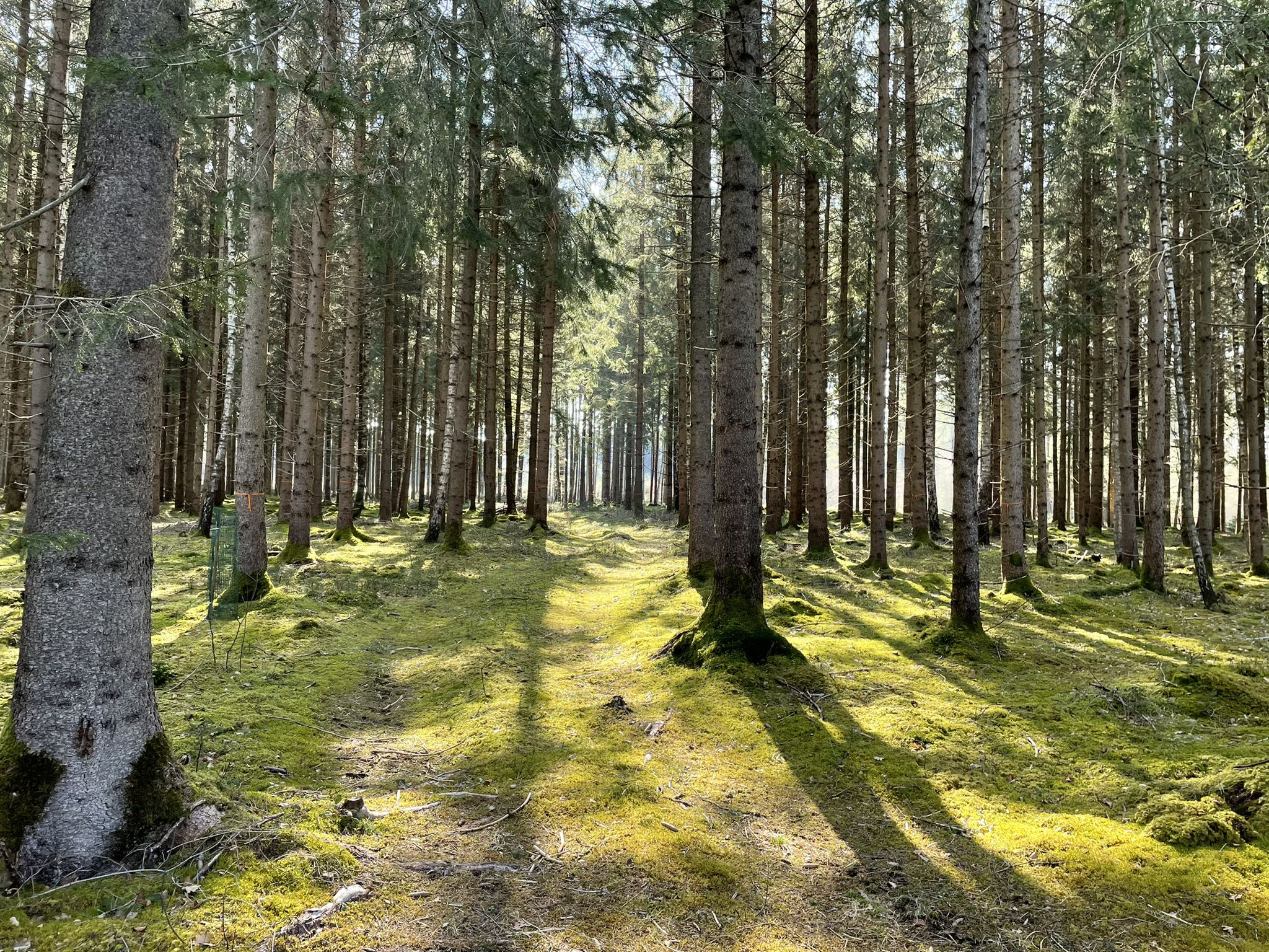 Moosbewachsener Nadelwald