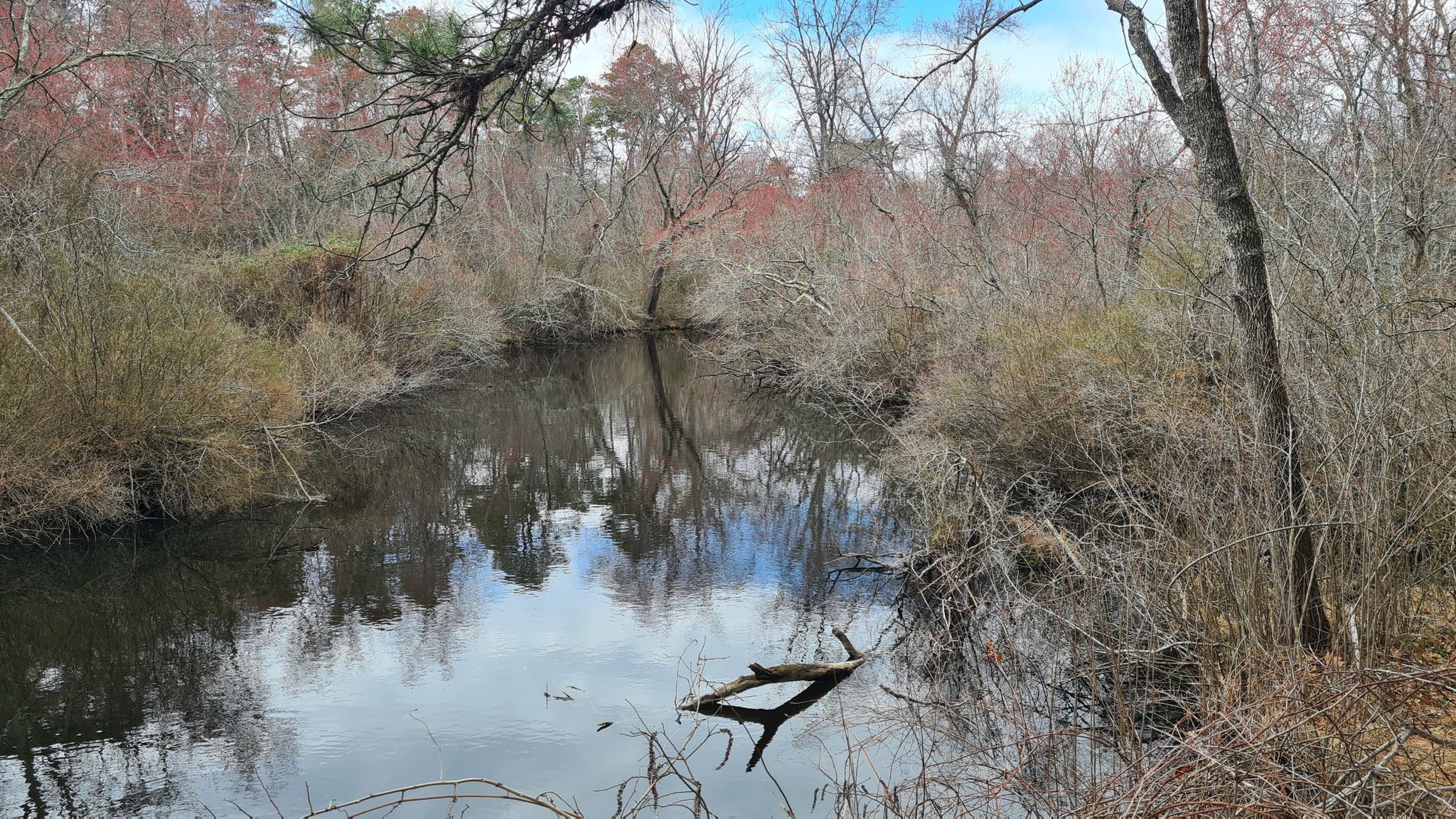 A narrow, dark creek surrounded by dense bare trees and bushes. - Parvin State Park loop from Pittsgrove Township