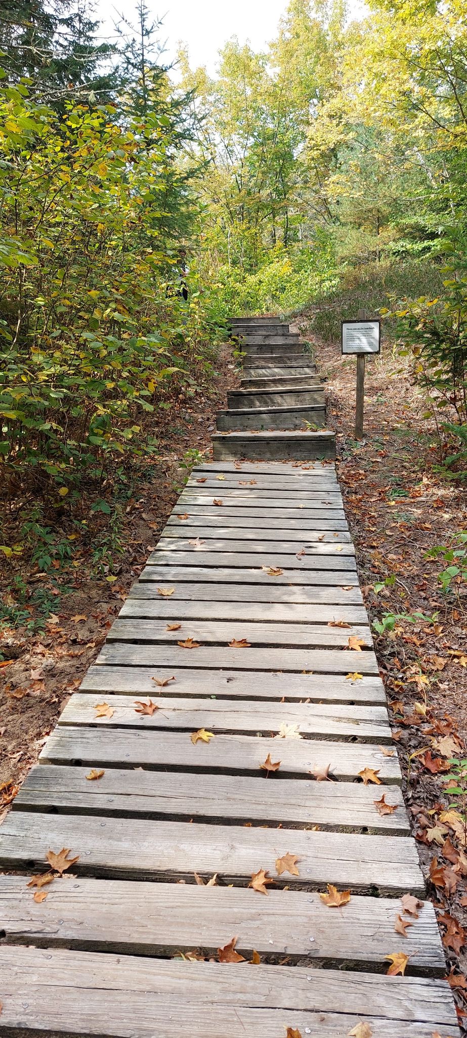 Wooden boardwalk and stairs ascend through a forest with autumn leaves. - Whitefish Dunes Red and Yellow Loop